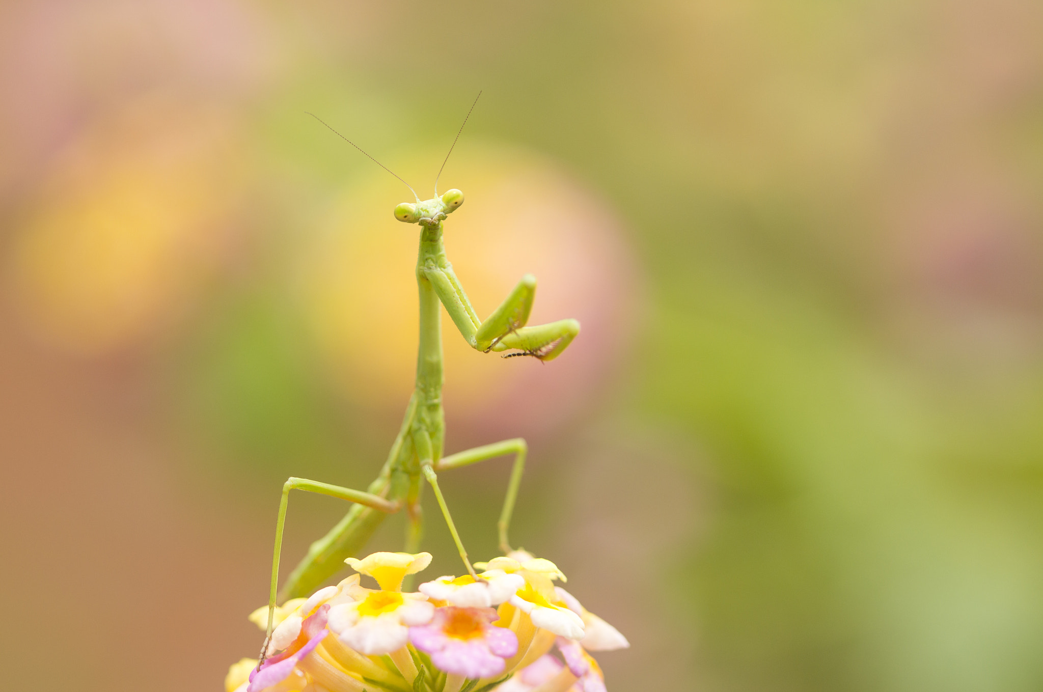 Canon EF 100mm F2.8 Macro USM sample photo. Majestuosa mantis photography