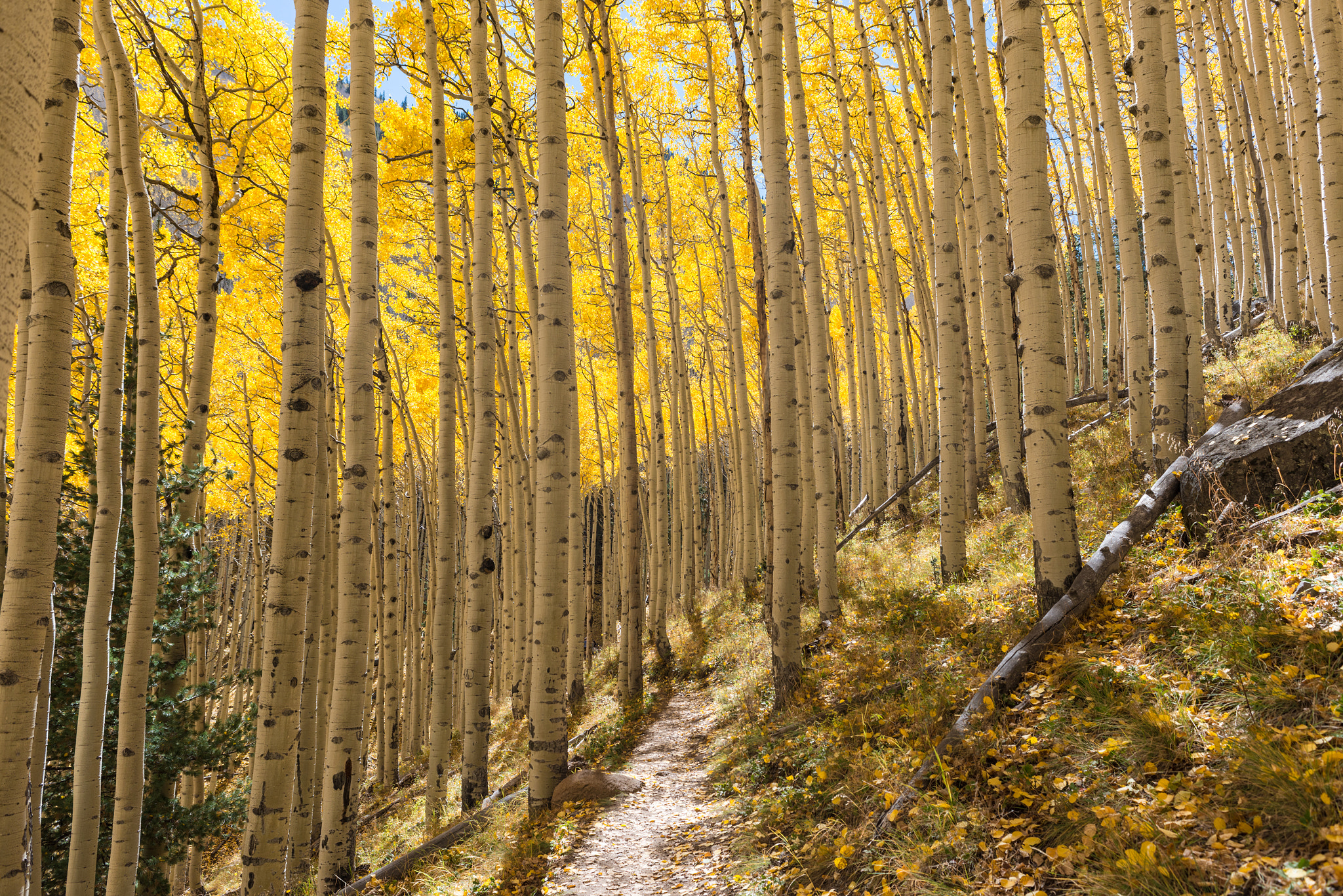 Nikon D800E sample photo. A walk through the aspen grove photography