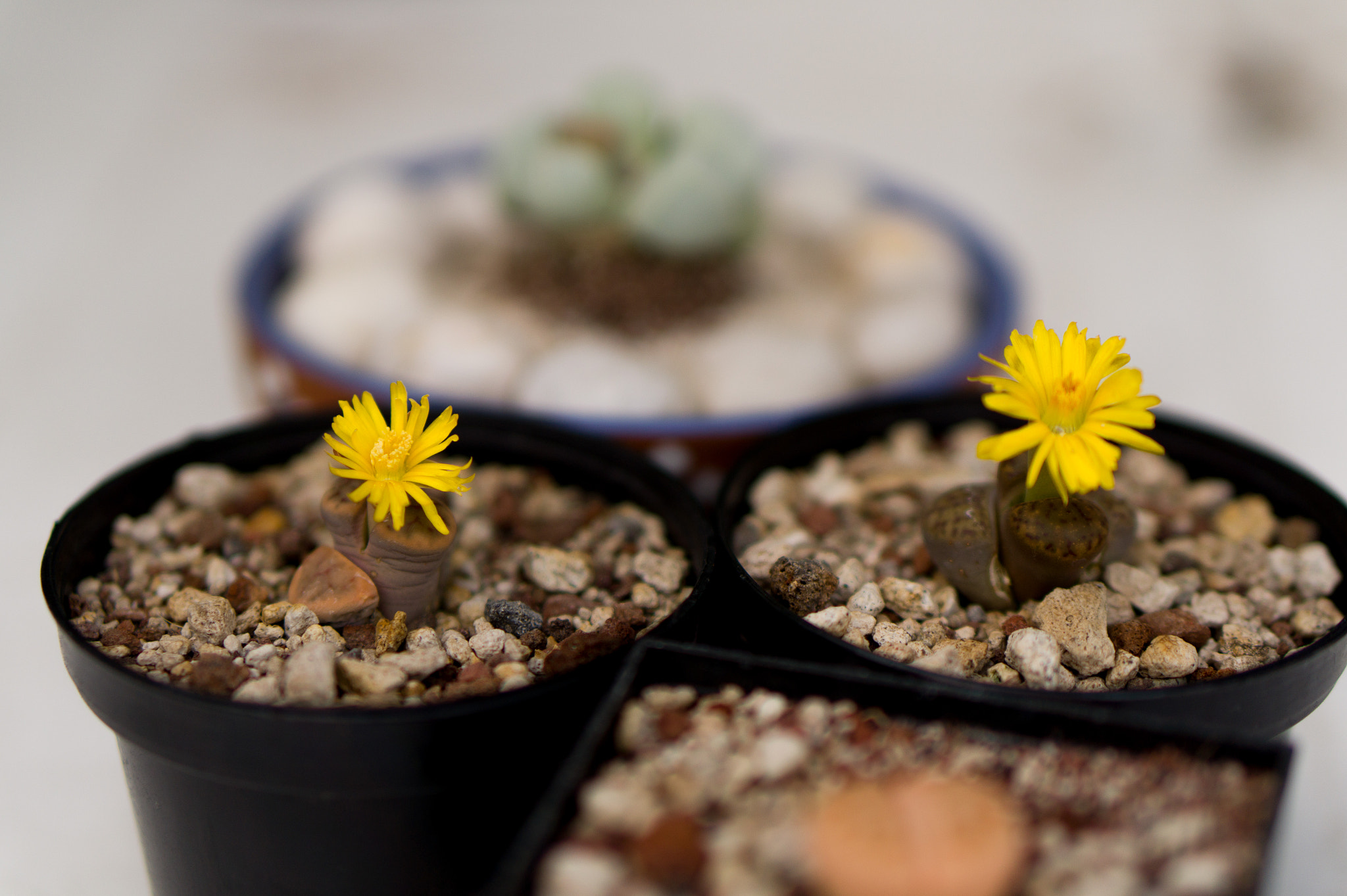E 50mm F1.8 OSS sample photo. Lithops photography