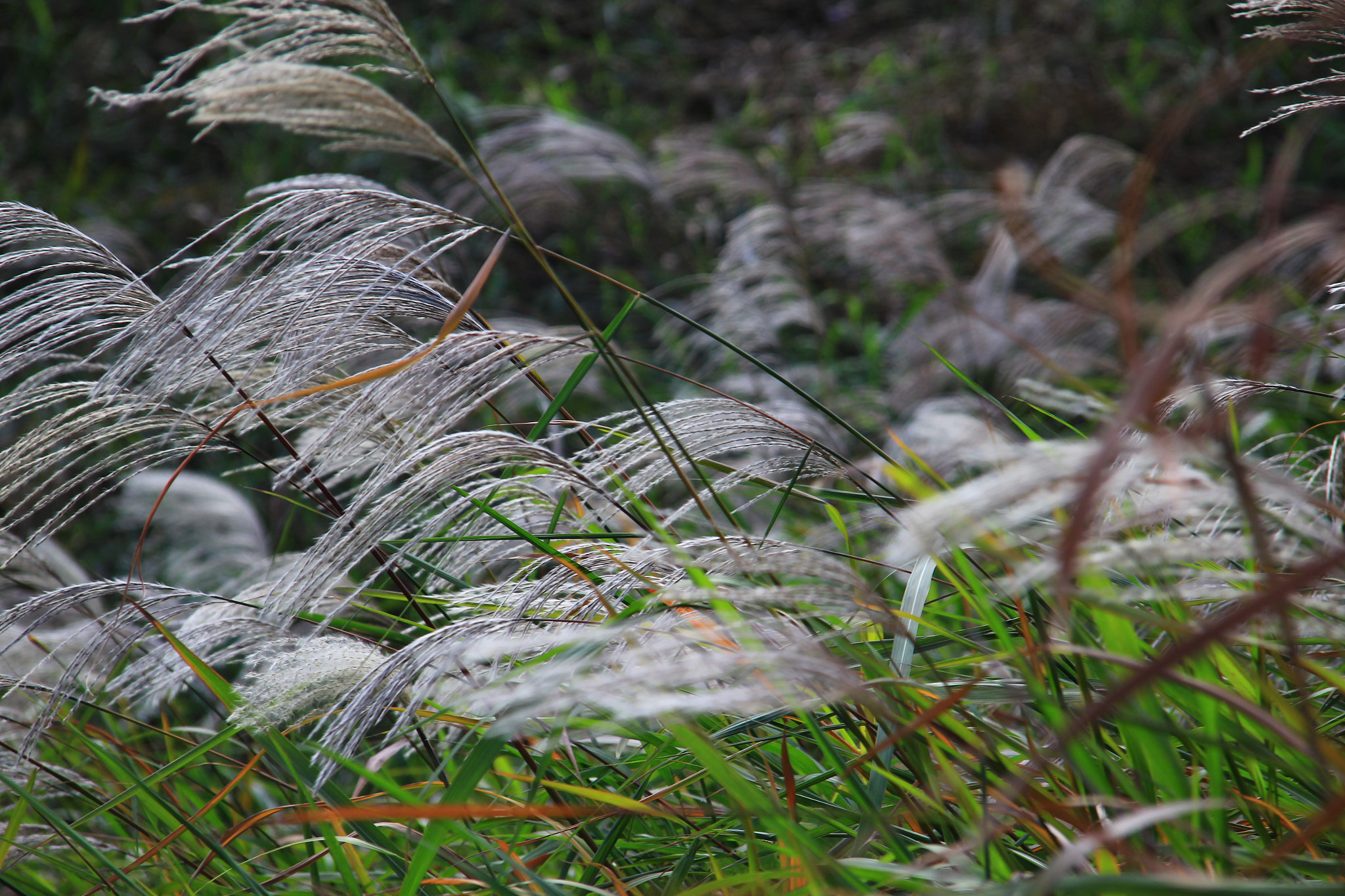 Sigma 18-125mm F3.8-5.6 DC OS HSM sample photo. Wind photography