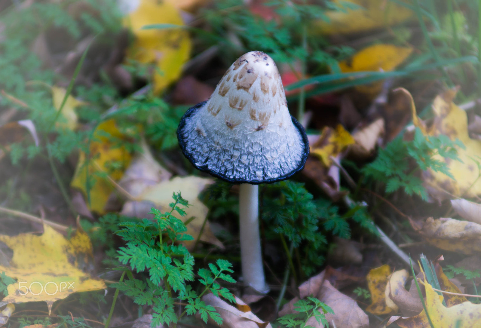 Sony a99 II sample photo. Beautiful autumn mushroom photography
