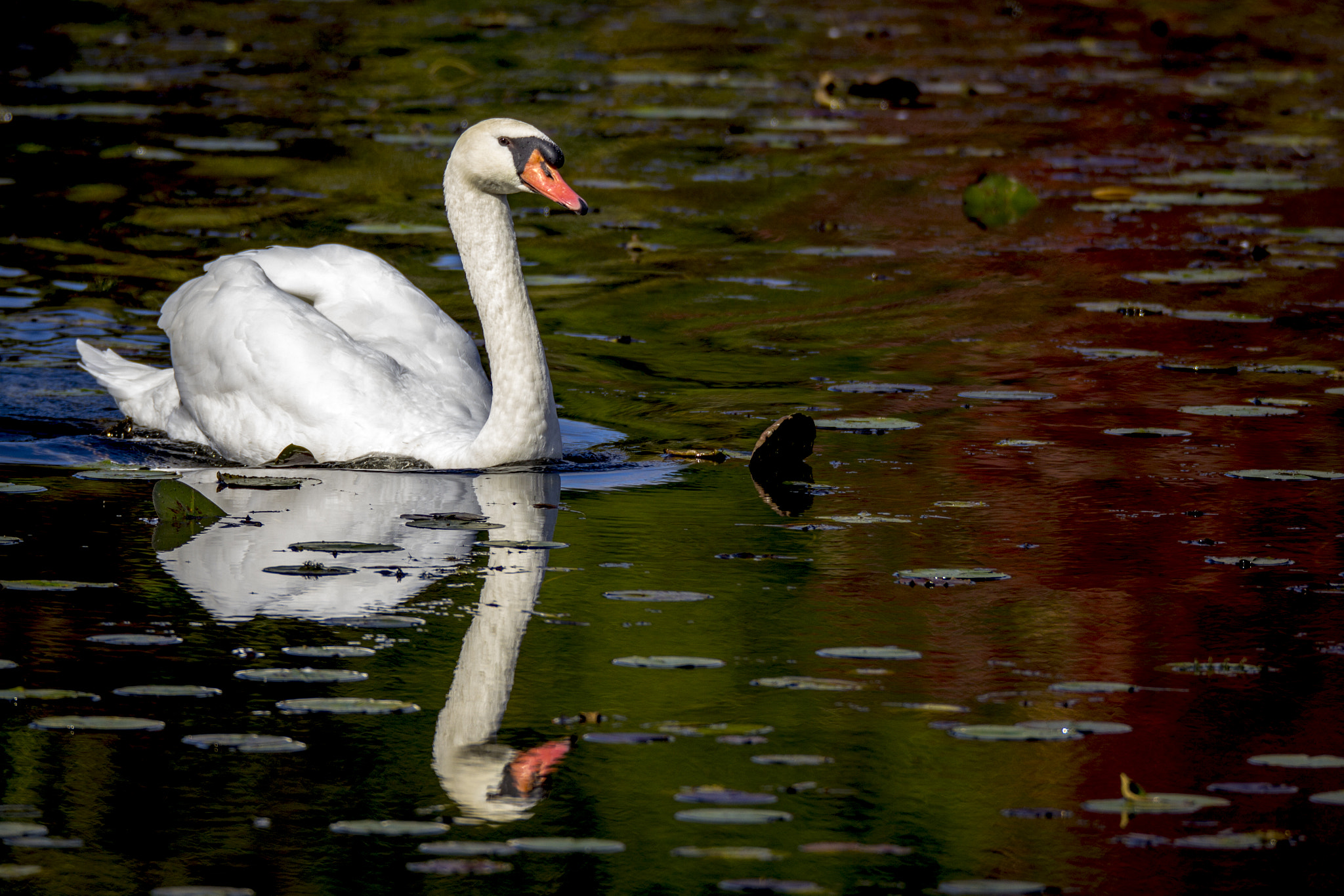150-600mm F5-6.3 DG OS HSM | Sports 014 sample photo. Autumn swan photography