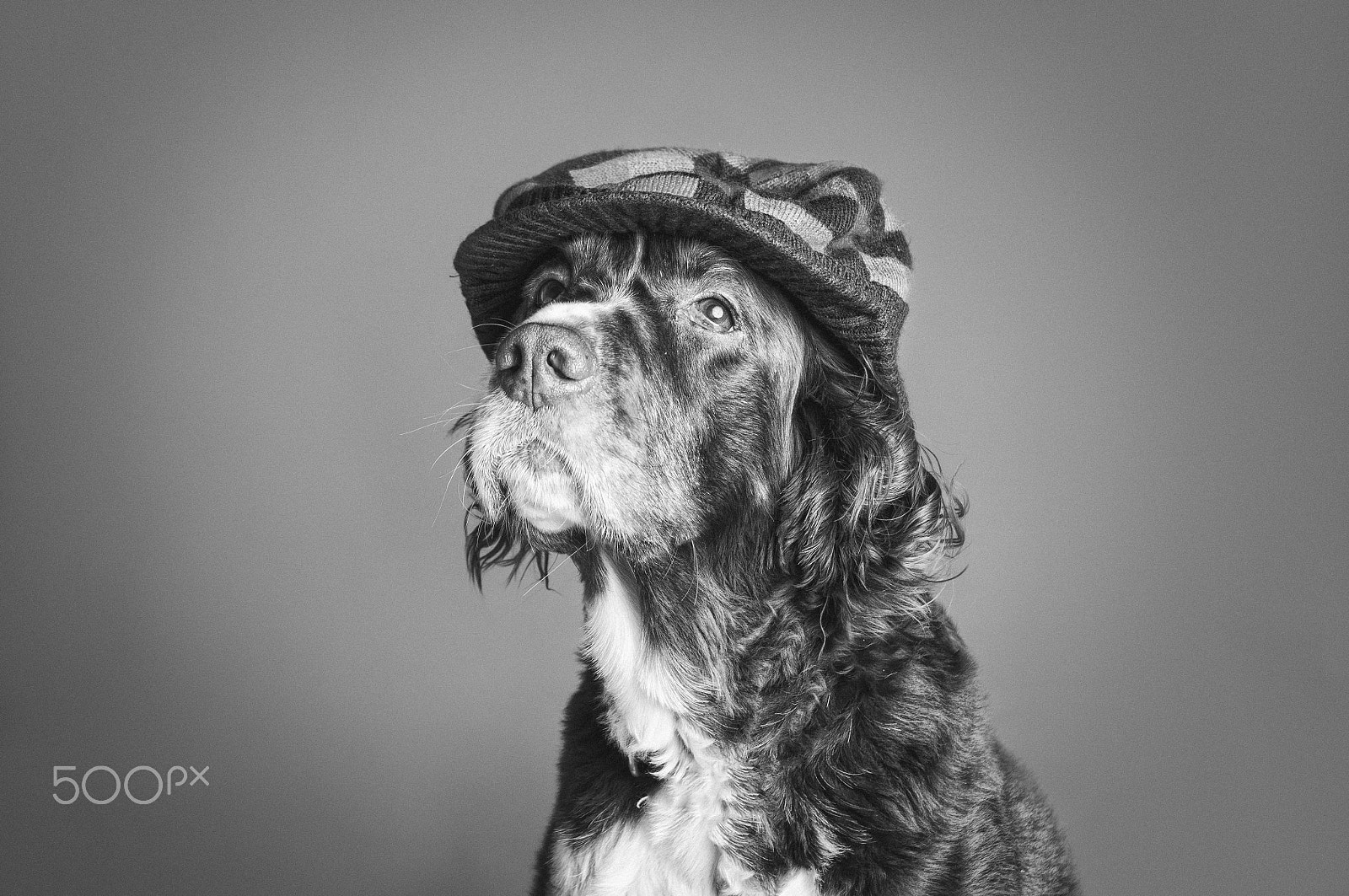 Nikon D300 sample photo. Distinguished... photography
