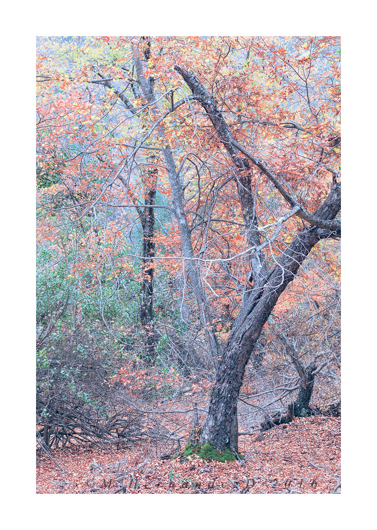Canon EF 28-300mm F3.5-5.6L IS USM sample photo. Bosque otoñal photography