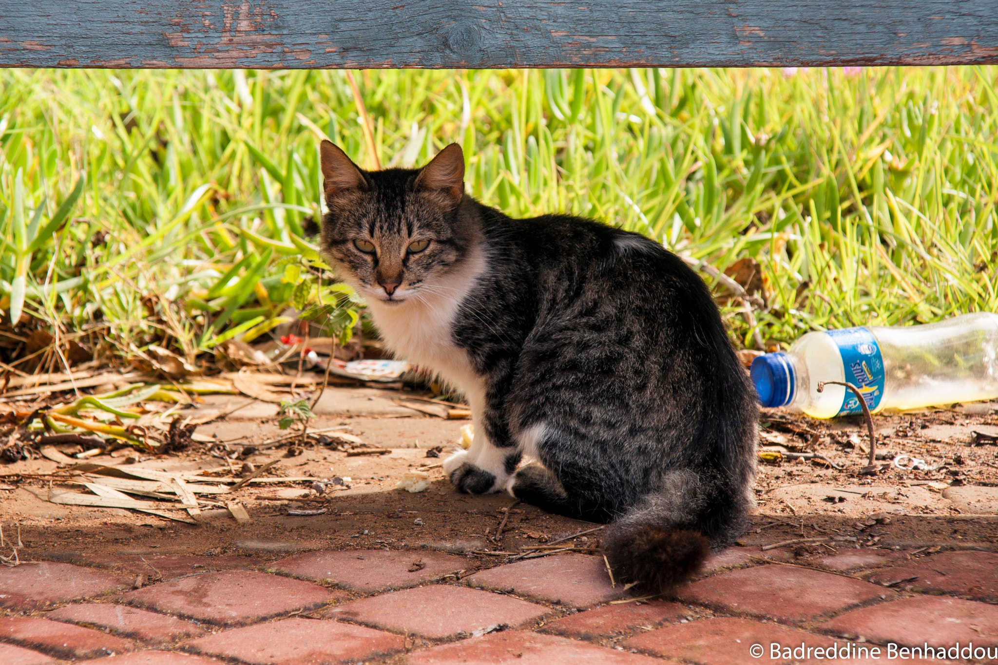 Sony DT 16-105mm F3.5-5.6 sample photo. Cat photography