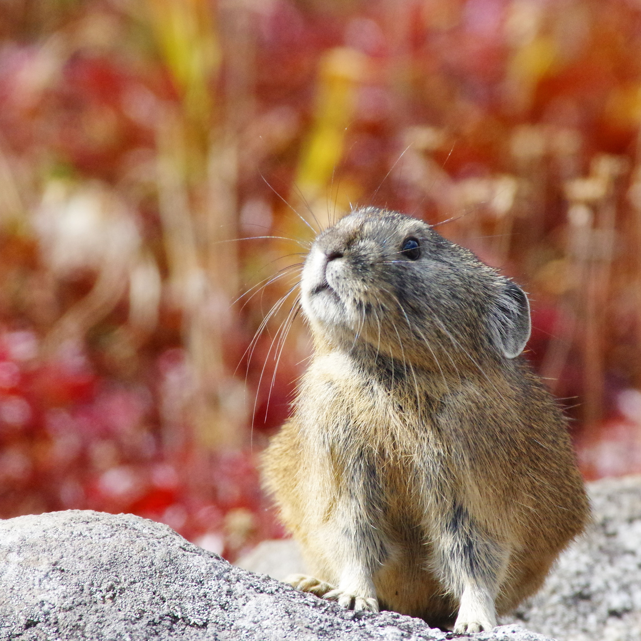 Pentax K-3 II + Pentax smc DA* 300mm F4.0 ED (IF) SDM sample photo. Pika photography