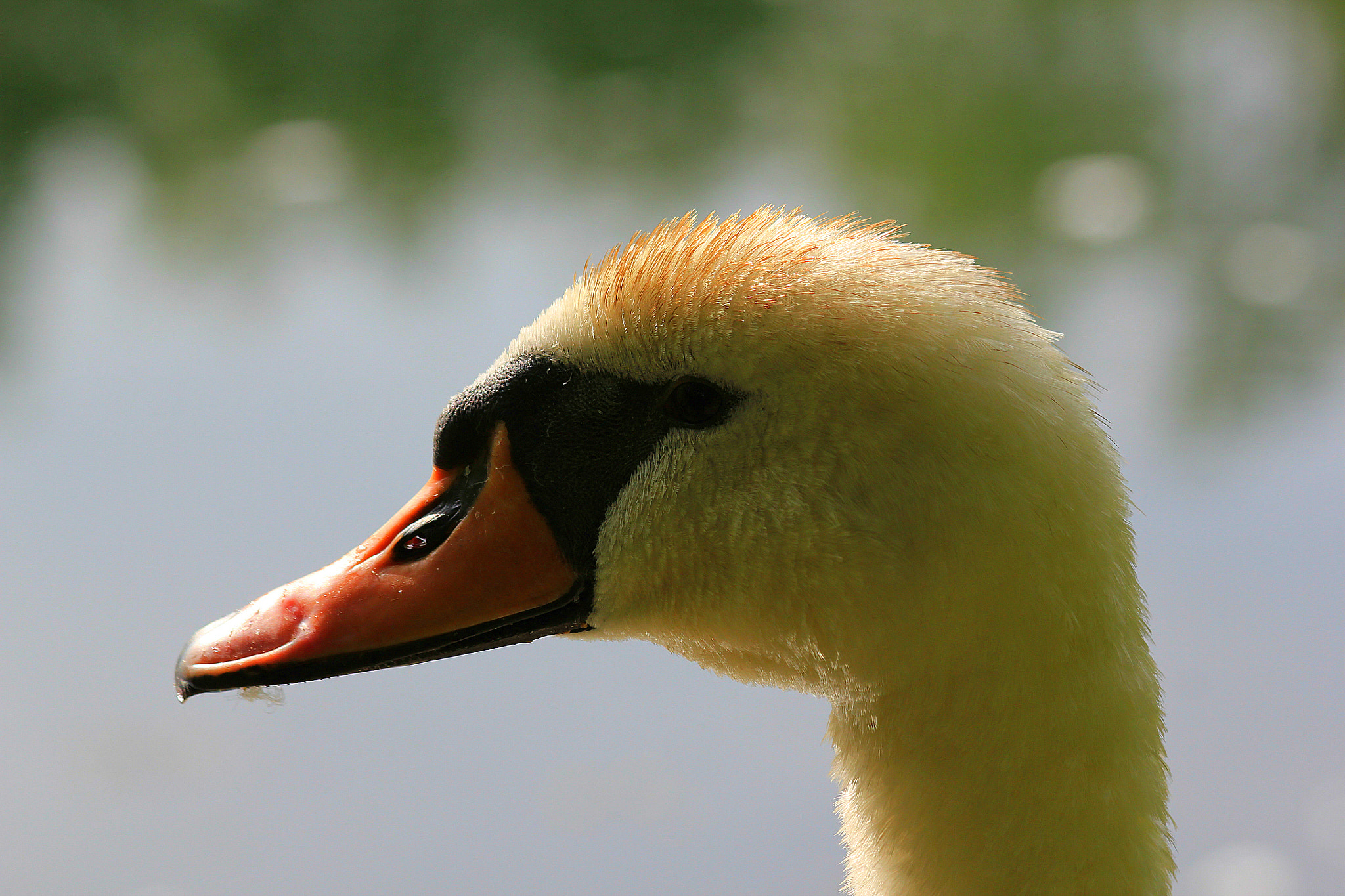 Canon EF 70-300mm F4-5.6 IS USM sample photo. Swan. photography