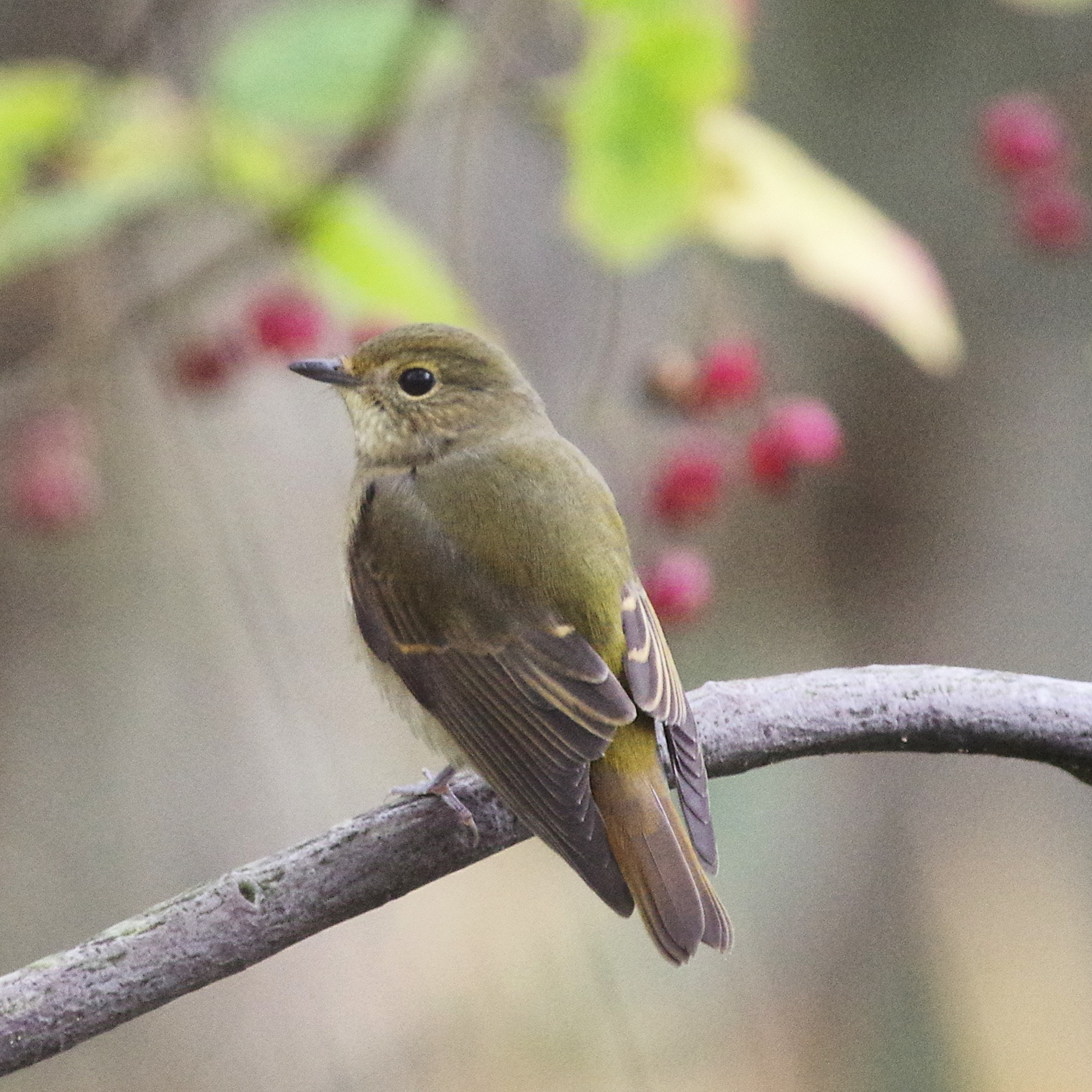 Pentax smc DA* 300mm F4.0 ED (IF) SDM sample photo. Narcissus flycatcher photography