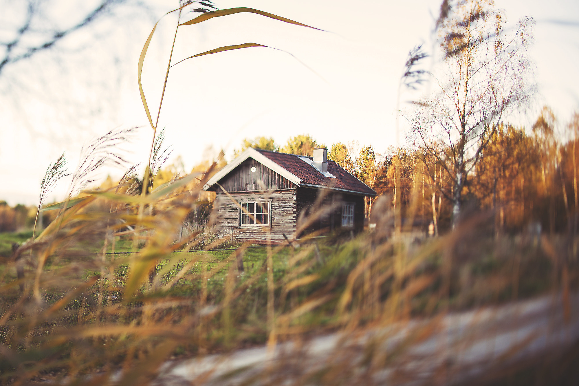 Canon TS-E 45mm F2.8 Tilt-Shift sample photo. Cabin in the woods photography