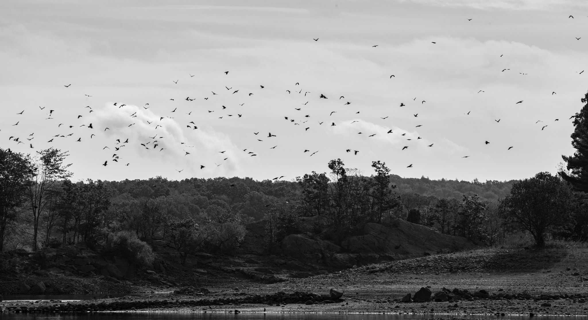 Pentax K-1 + Pentax smc DA* 300mm F4.0 ED (IF) SDM sample photo. The birds photography