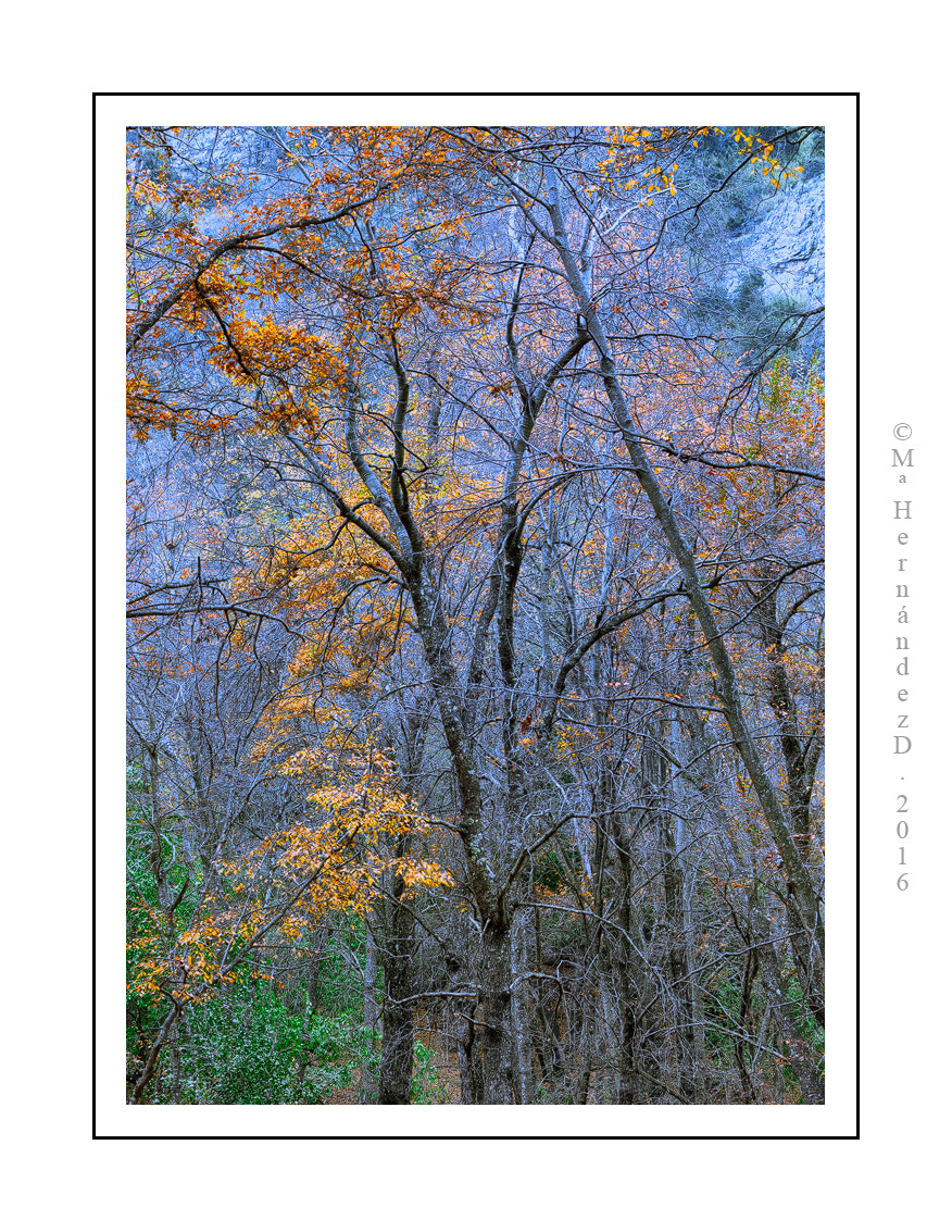 Canon EF 28-300mm F3.5-5.6L IS USM sample photo. Ramas de otoño al atardecer photography