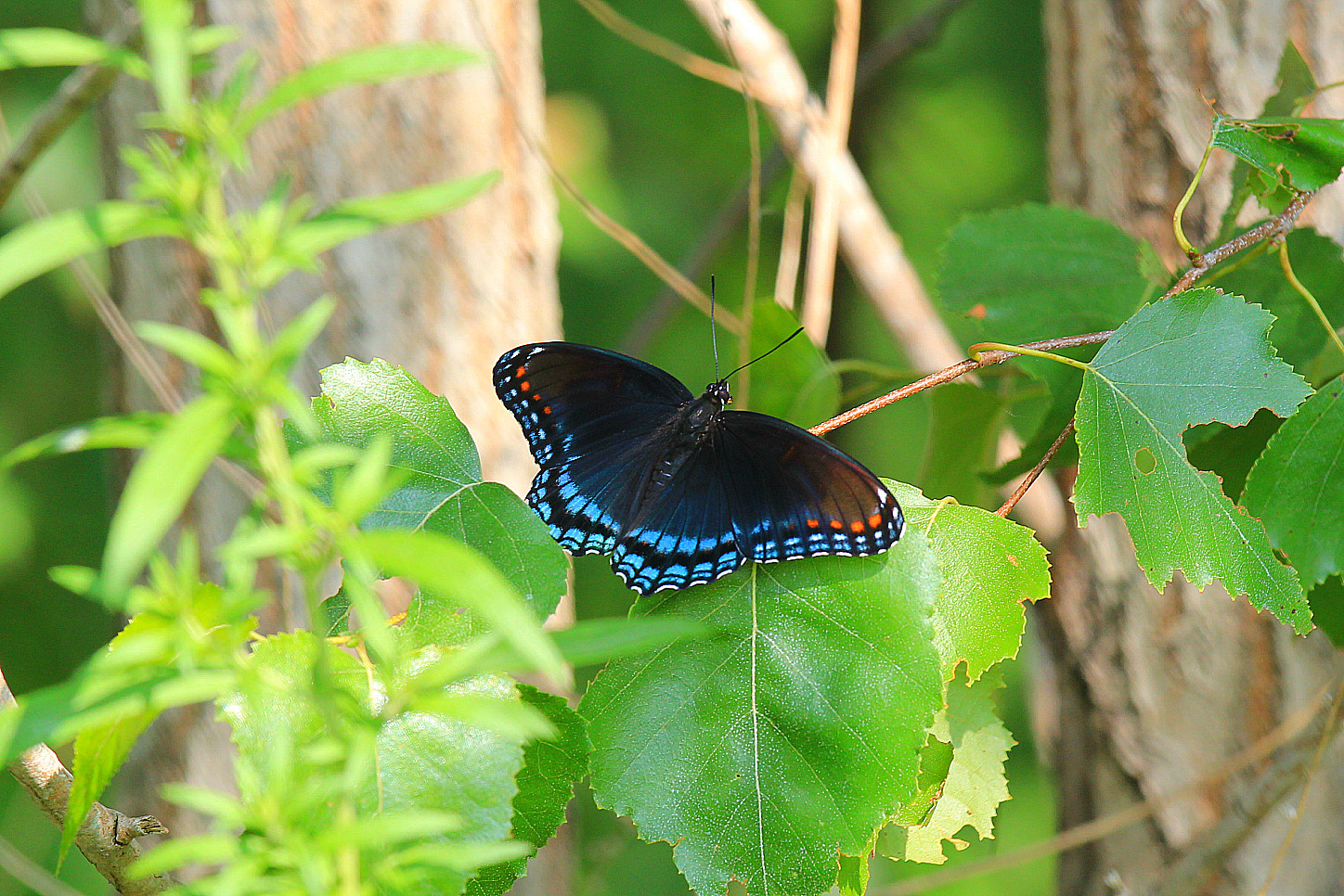 Canon EF 70-200mm F4L IS USM sample photo. Red spotted admiral butterfly.  photography