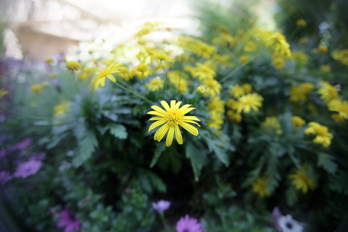 Canon EF 16-35mm F2.8L II USM sample photo. Yellow photography
