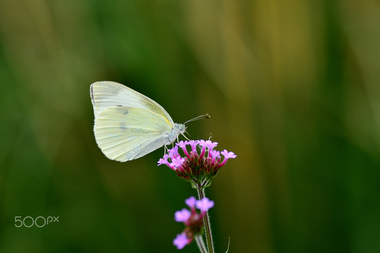 Nikon D600 + Tamron SP 90mm F2.8 Di VC USD 1:1 Macro sample photo. Cabbage butterfly likes photography