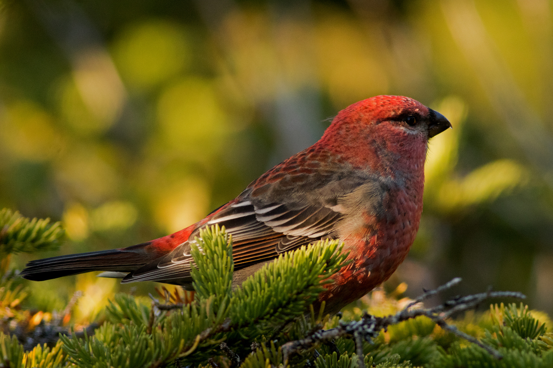 Canon EOS 80D + Canon EF 400mm F5.6L USM sample photo. Male pine grosbeak photography