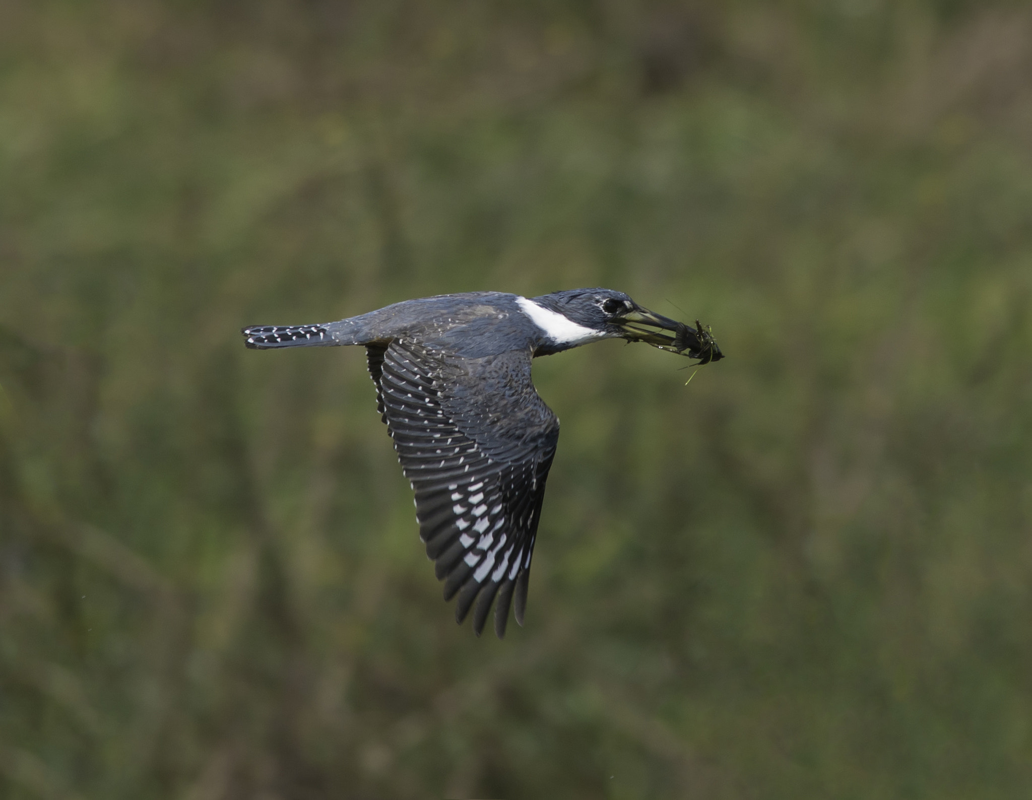 Nikon D600 + Nikon AF-S Nikkor 300mm F4D ED-IF sample photo. Kingfisher with fish photography