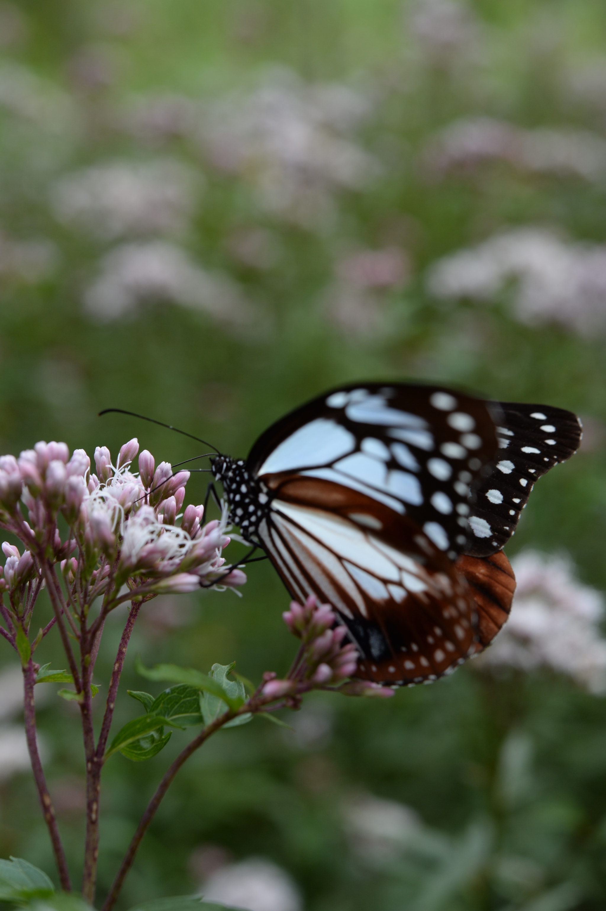 Nikon Df sample photo. Butterfly photography