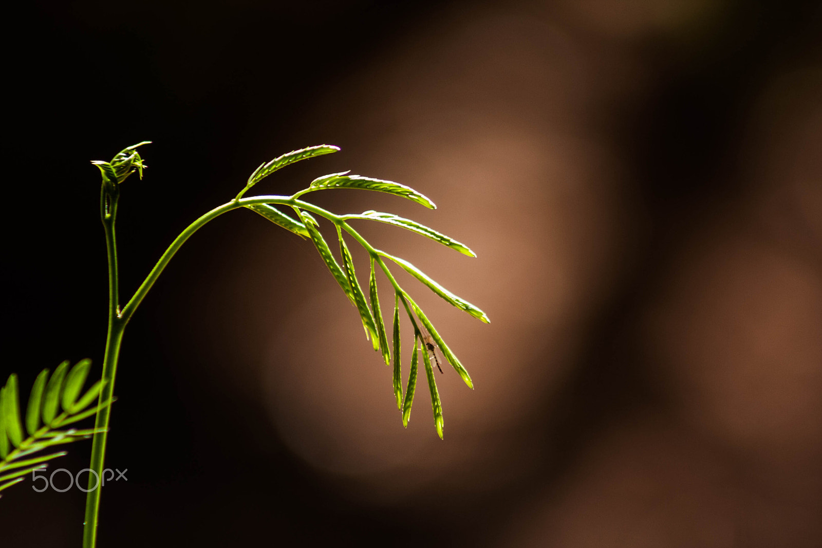 Canon EOS 40D + EF75-300mm f/4-5.6 sample photo. Luz baixa photography