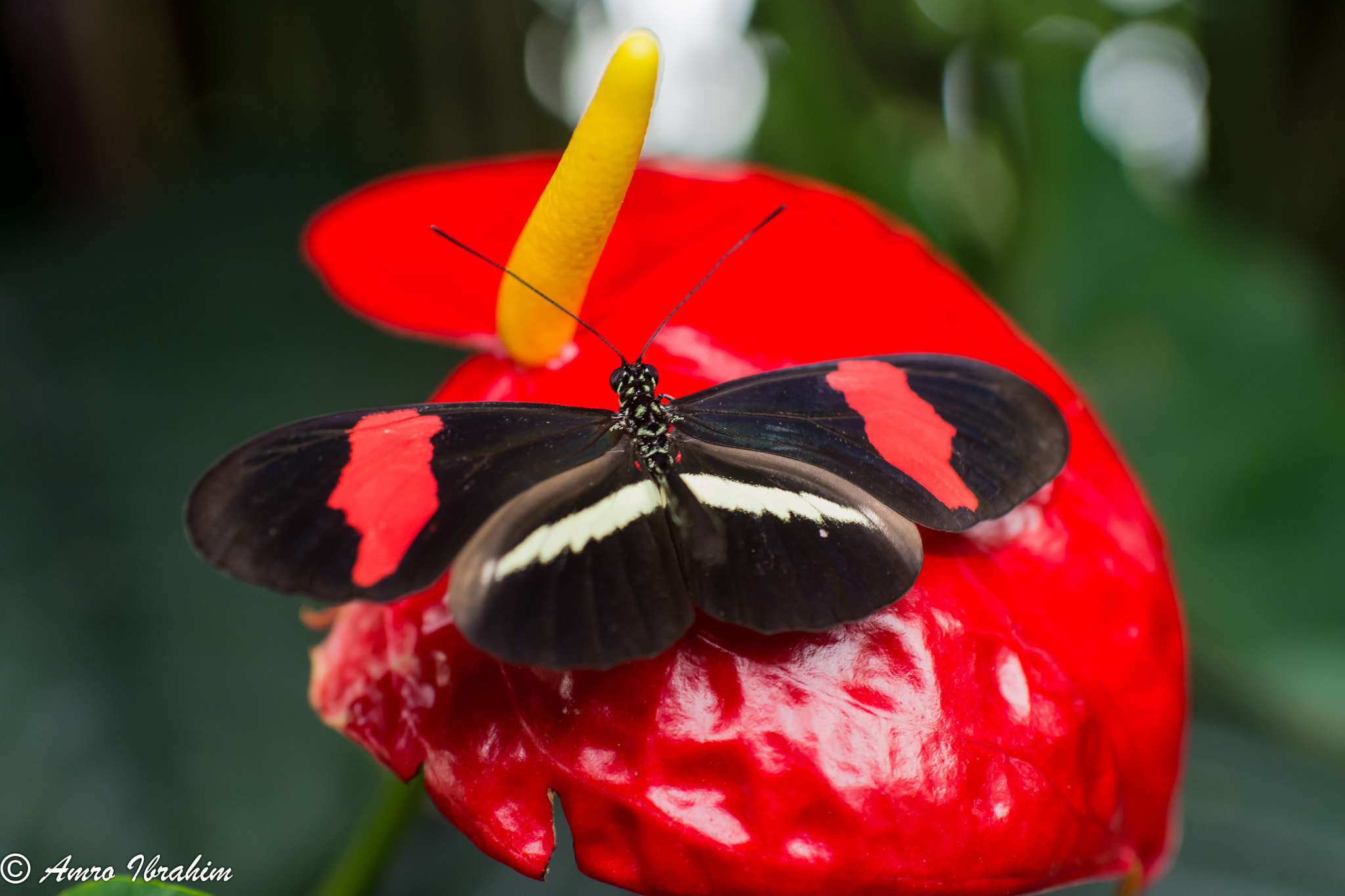 Nikon AF-S Nikkor 35mm F1.8G ED sample photo. Gorgeous butterfly photography