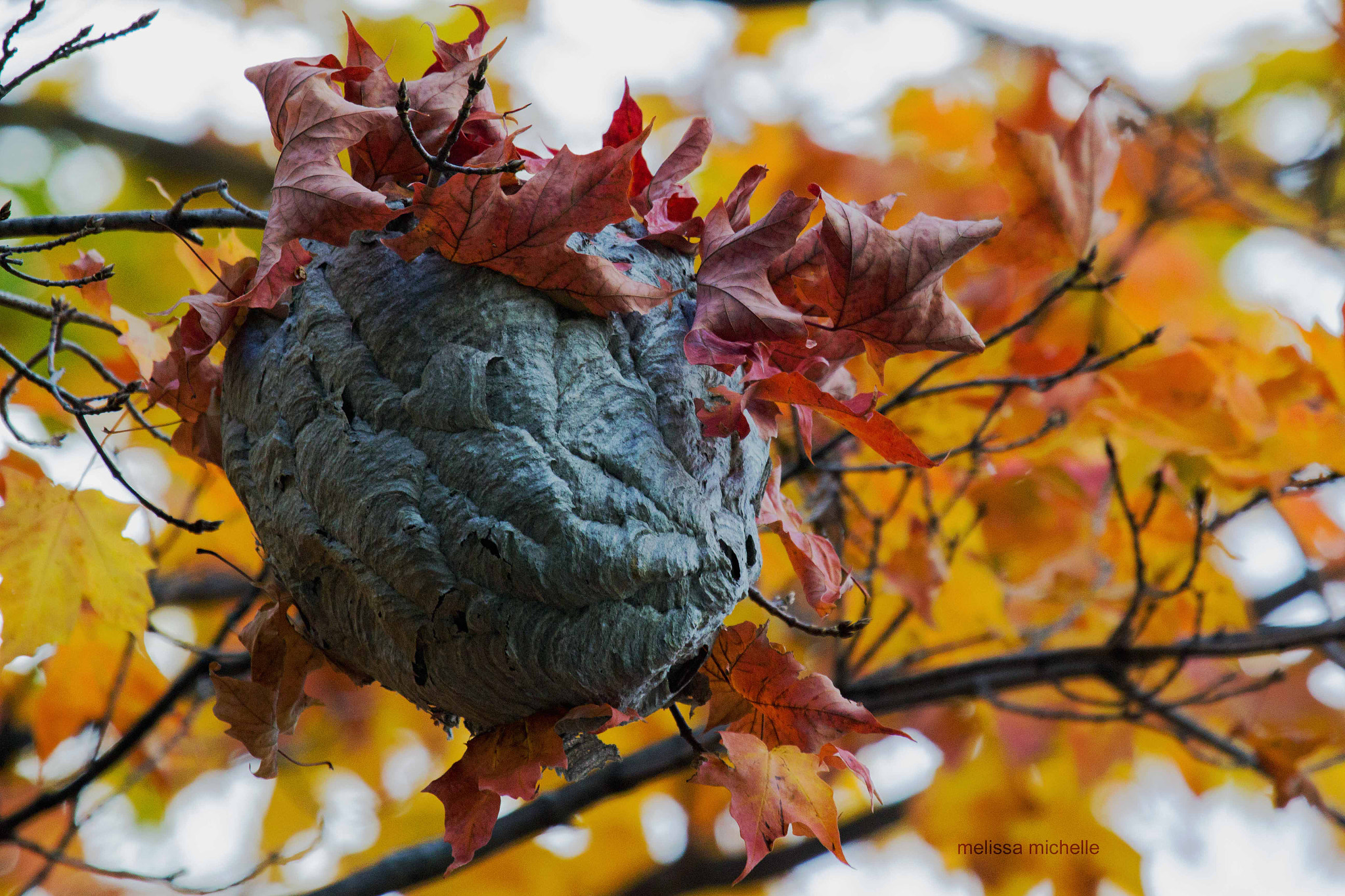 Canon EF 100-400mm F4.5-5.6L IS USM sample photo. Bee nest photography