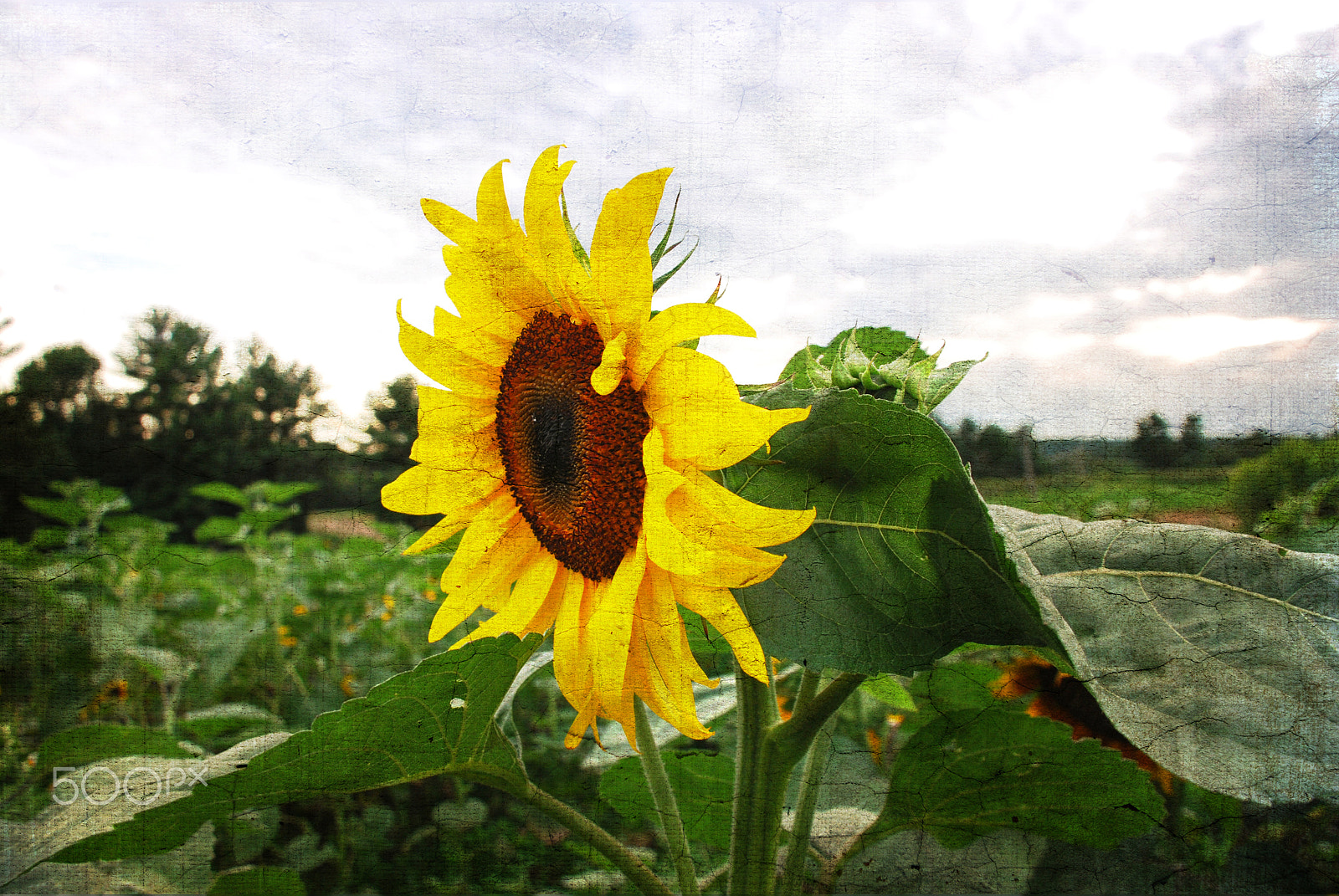 Nikon D60 sample photo. Sunflower photography