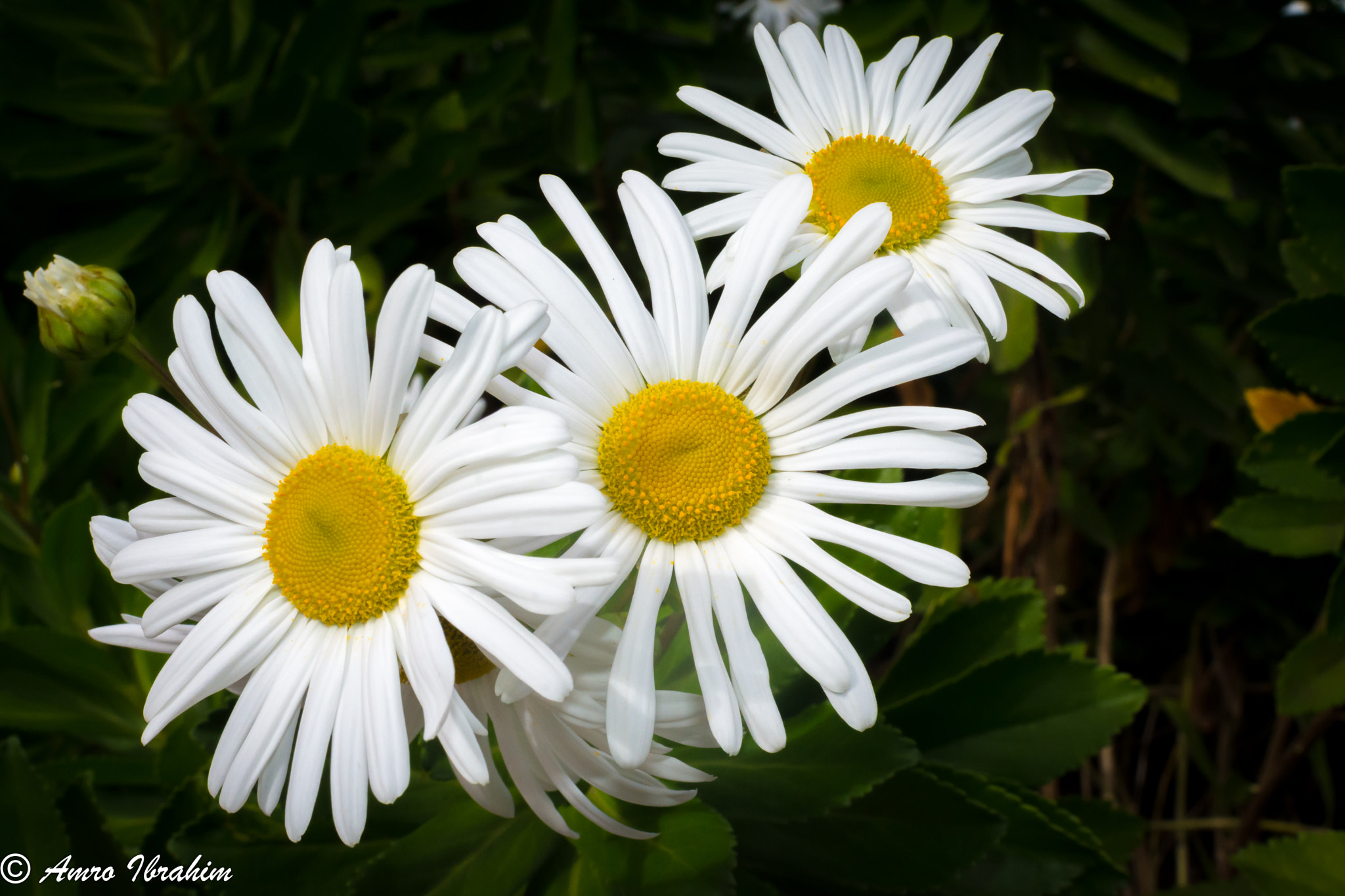 Nikon D7200 + Nikon AF-S Nikkor 35mm F1.8G ED sample photo. Chamomile flowers photography