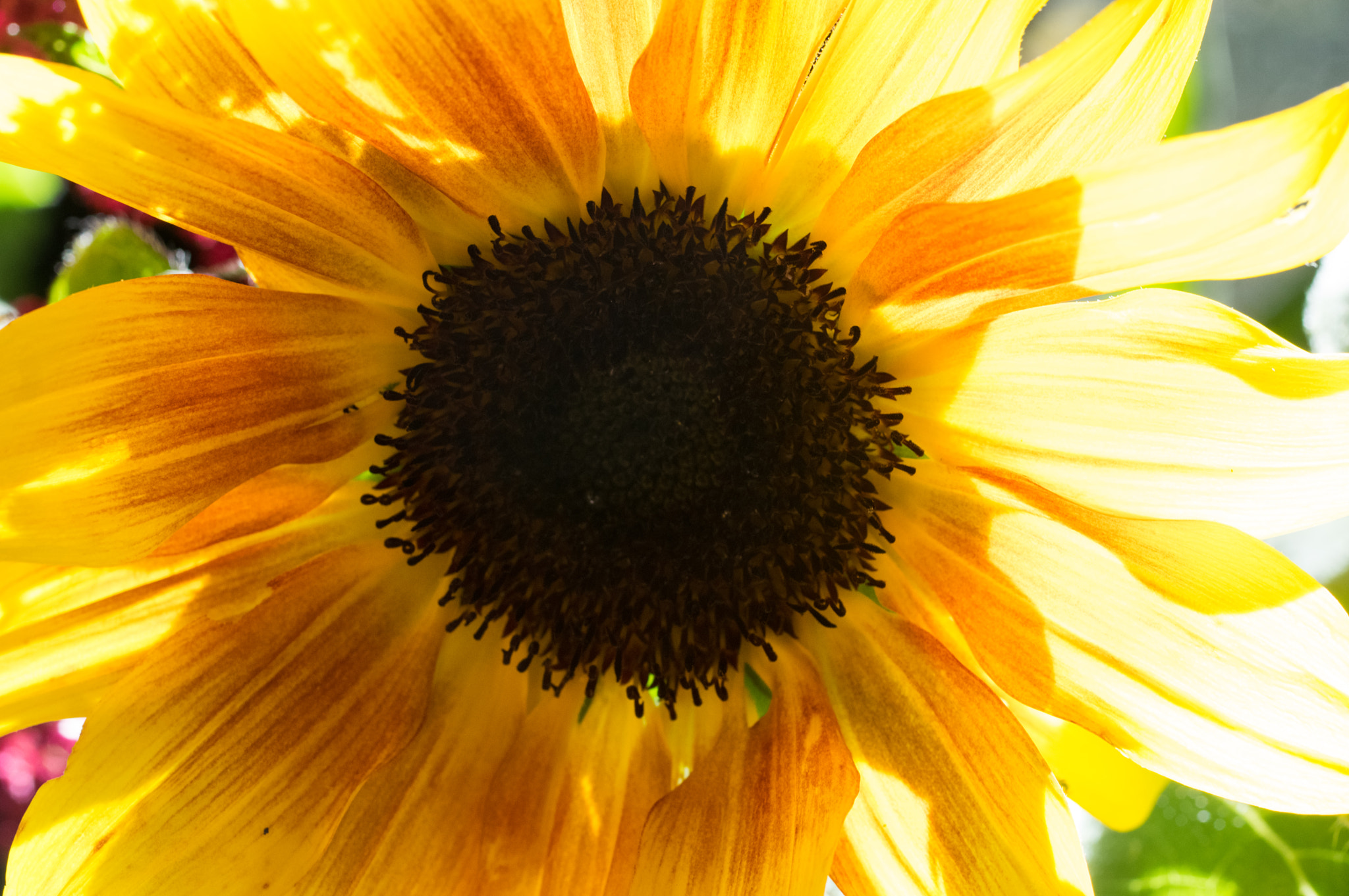 Pentax K-3 + smc PENTAX-FA Macro 50mm F2.8 sample photo. Sunflower glow photography