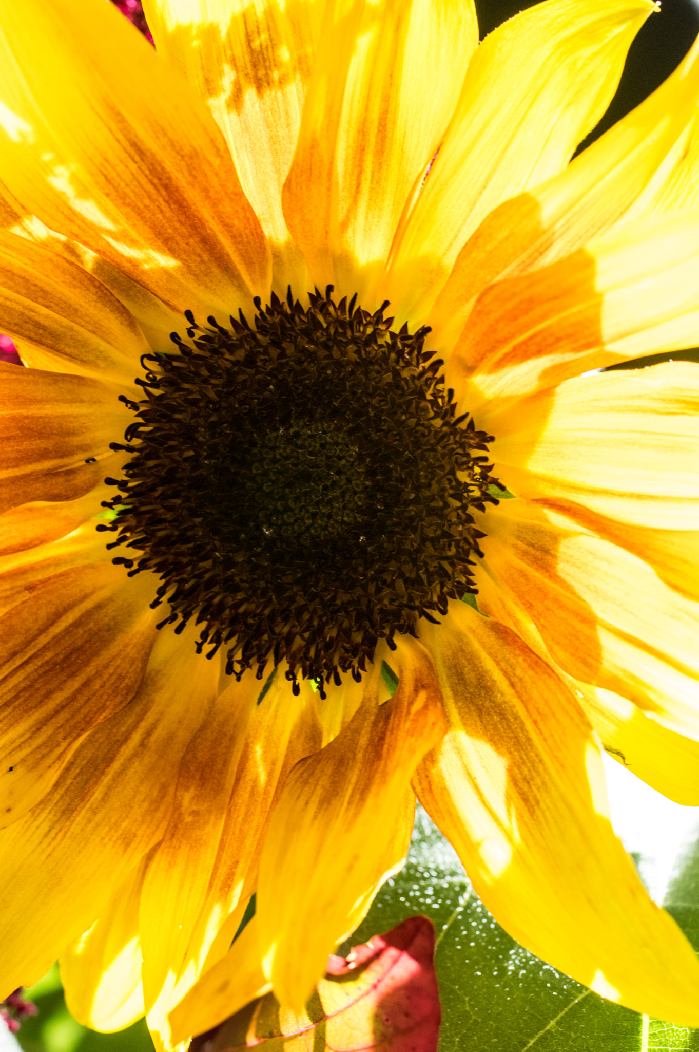 Pentax K-3 + smc PENTAX-FA Macro 50mm F2.8 sample photo. Sunflower macro photography