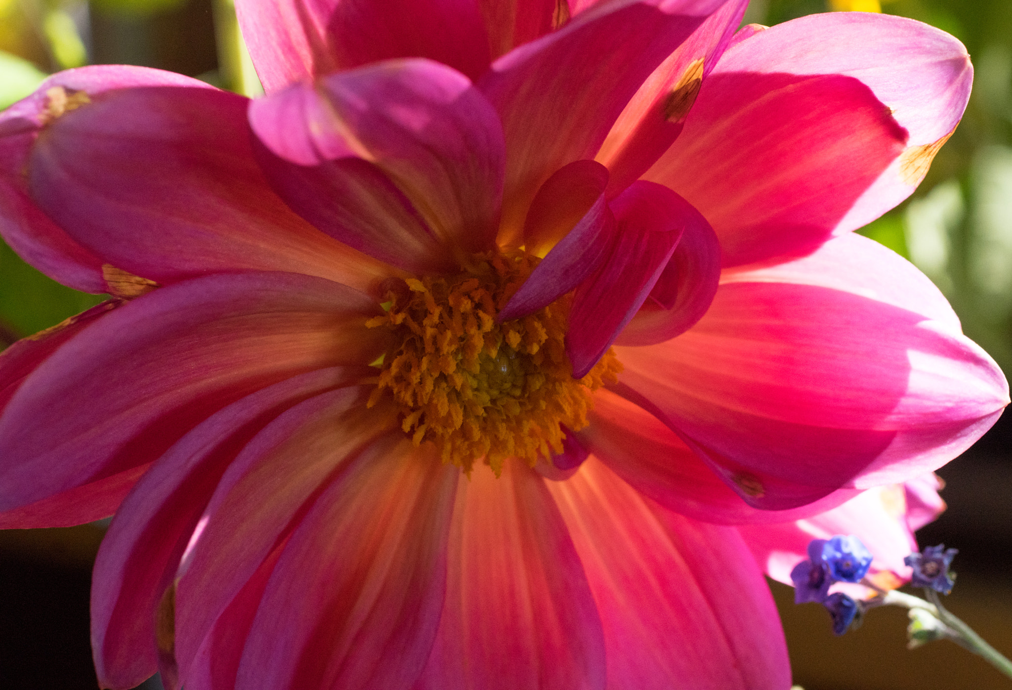 Pentax K-3 + smc PENTAX-FA Macro 50mm F2.8 sample photo. Dahlia's  photography