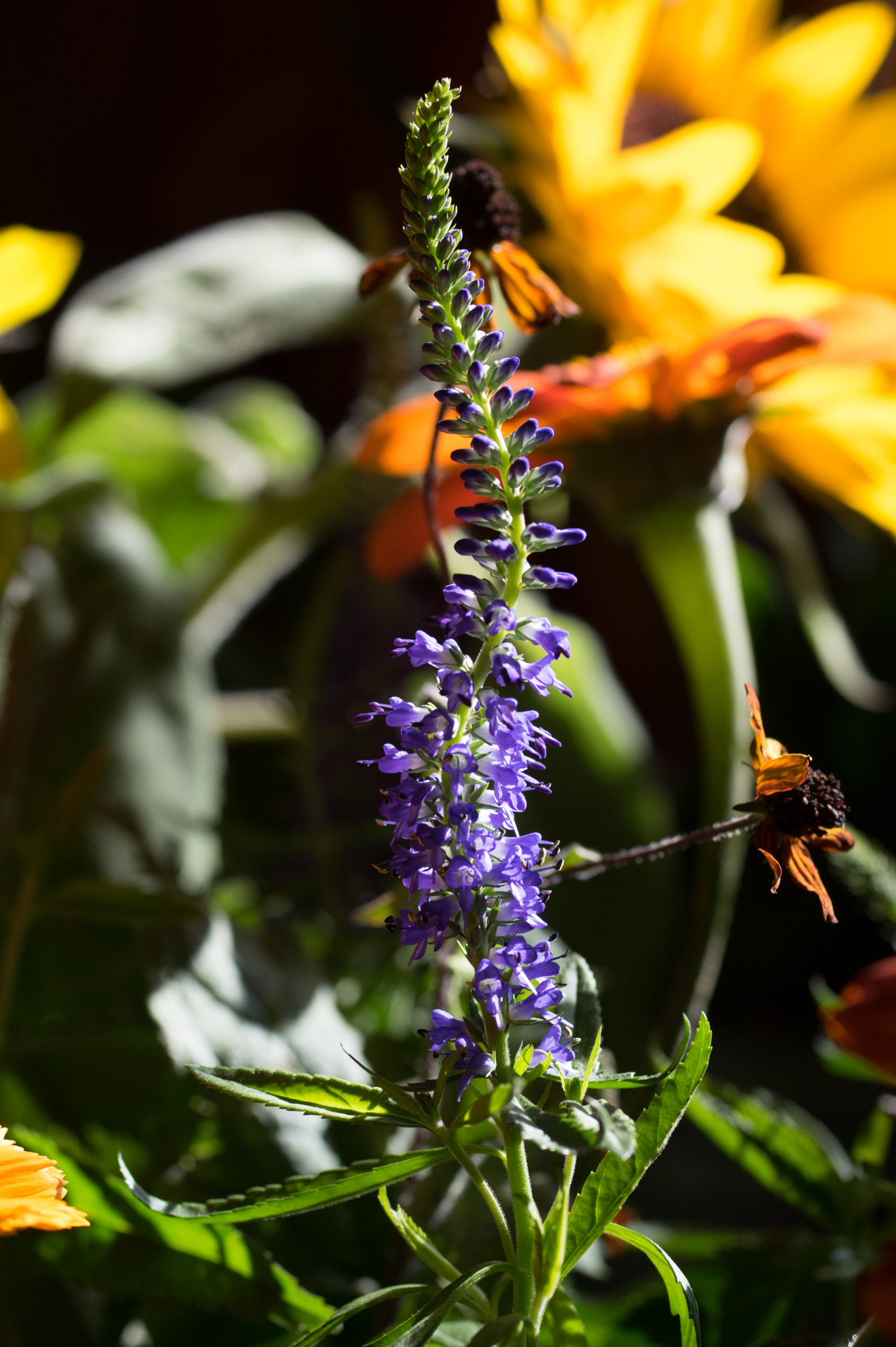 Pentax K-3 + smc PENTAX-FA Macro 50mm F2.8 sample photo. Speedwell photography