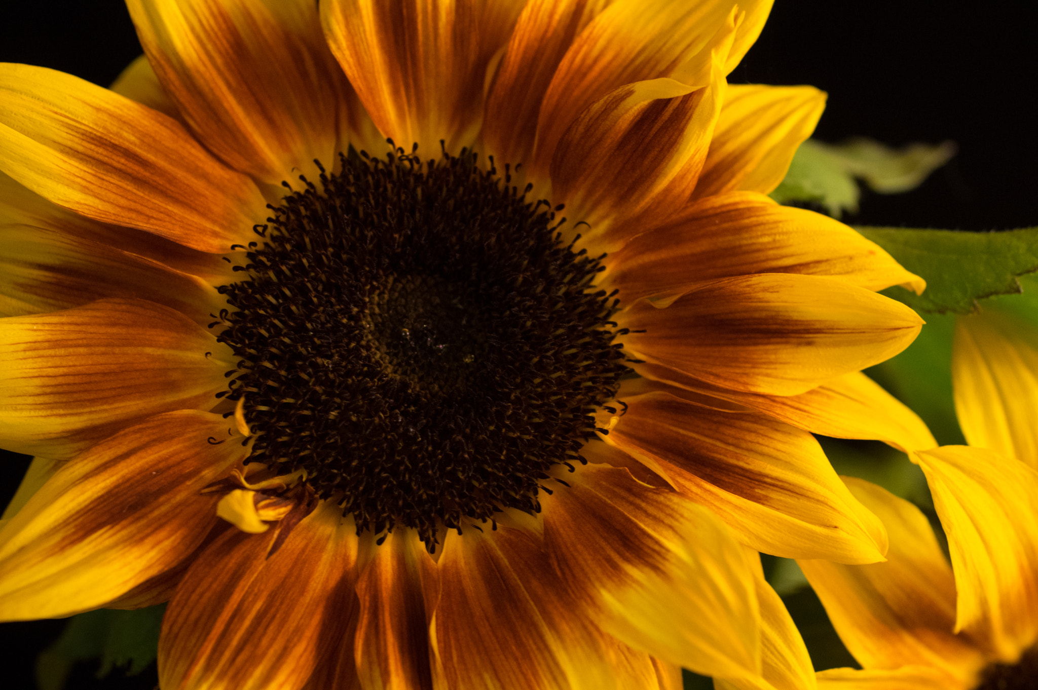 Pentax K-3 + smc PENTAX-FA Macro 50mm F2.8 sample photo. Sunflower photography