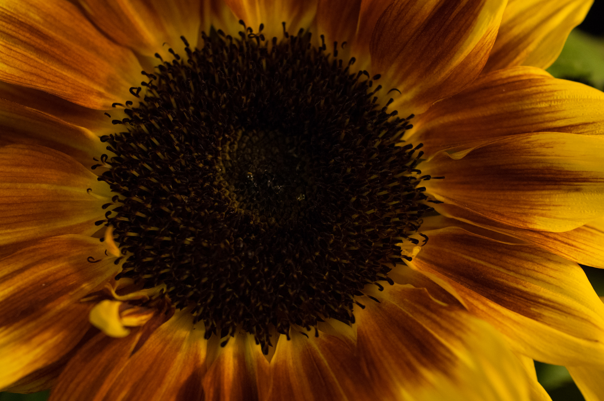 smc PENTAX-FA Macro 50mm F2.8 sample photo. Sunflower photography