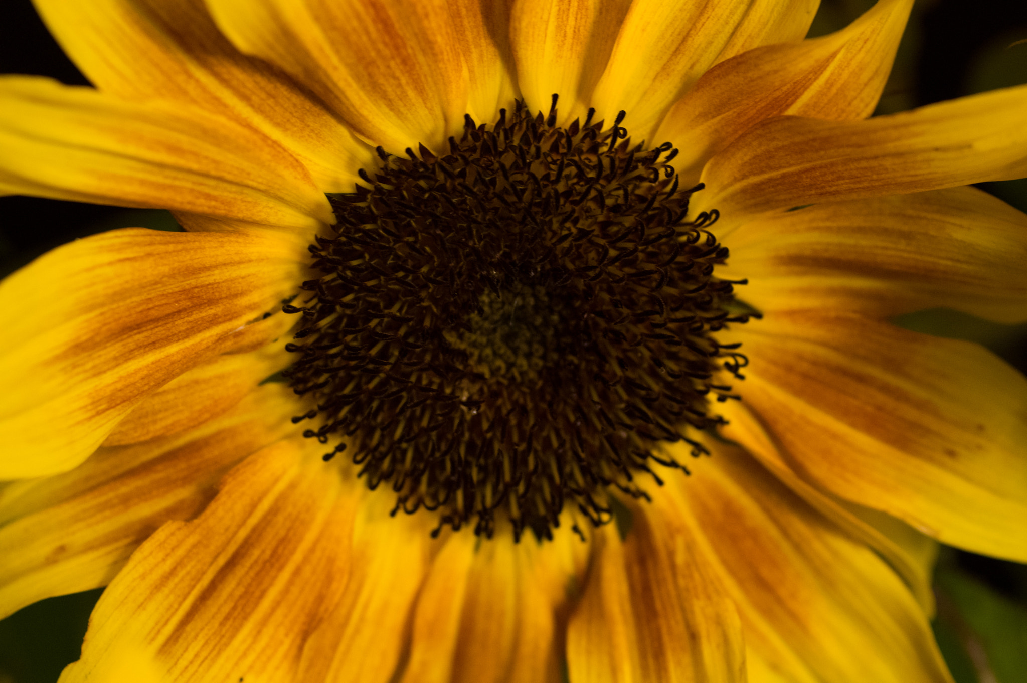 smc PENTAX-FA Macro 50mm F2.8 sample photo. Sunflower photography