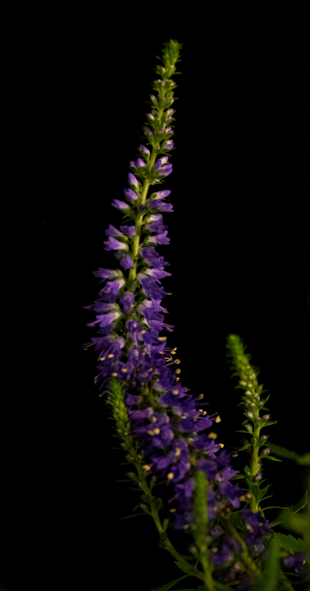 smc PENTAX-FA Macro 50mm F2.8 sample photo. Speedwell photography