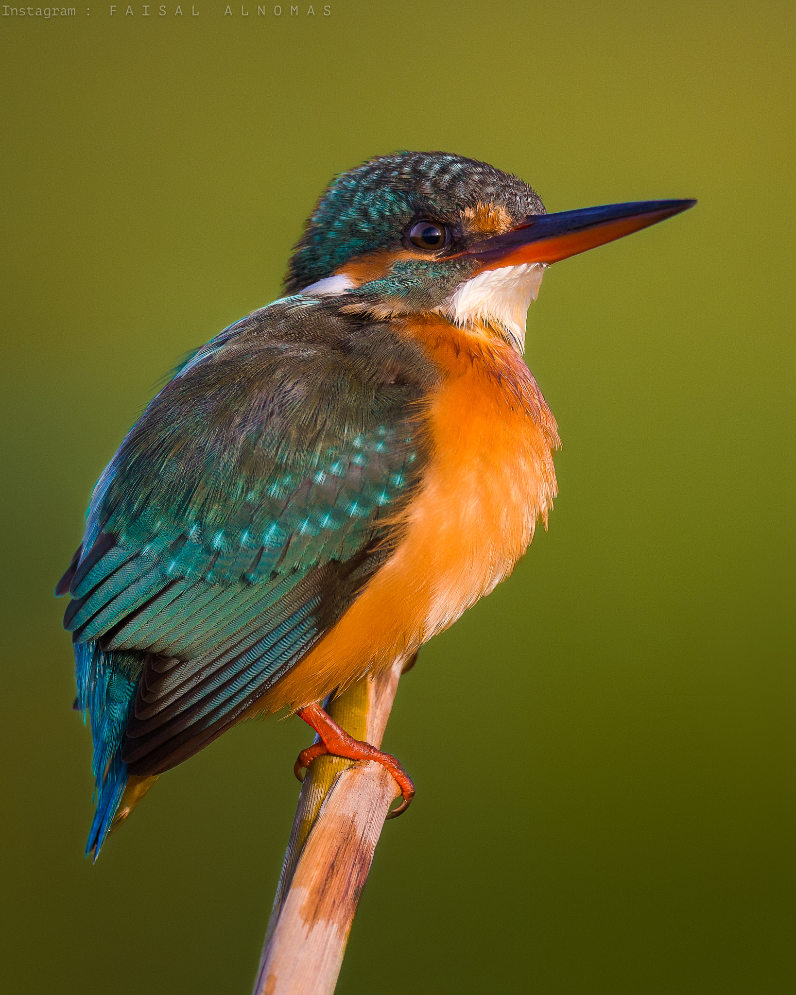 Canon EF 800mm F5.6L IS USM sample photo. Common kingfisher photography