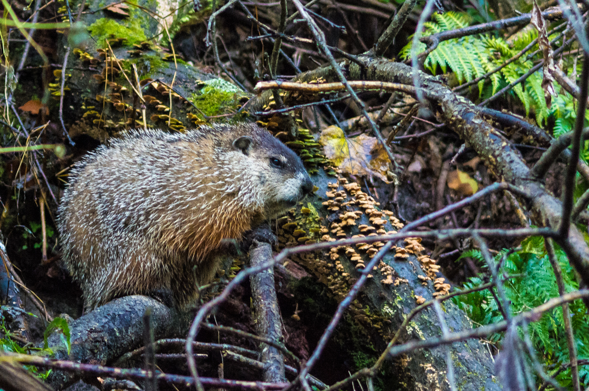 Sigma 70-300mm F4-5.6 APO DG Macro sample photo. Beaver in the woods  photography