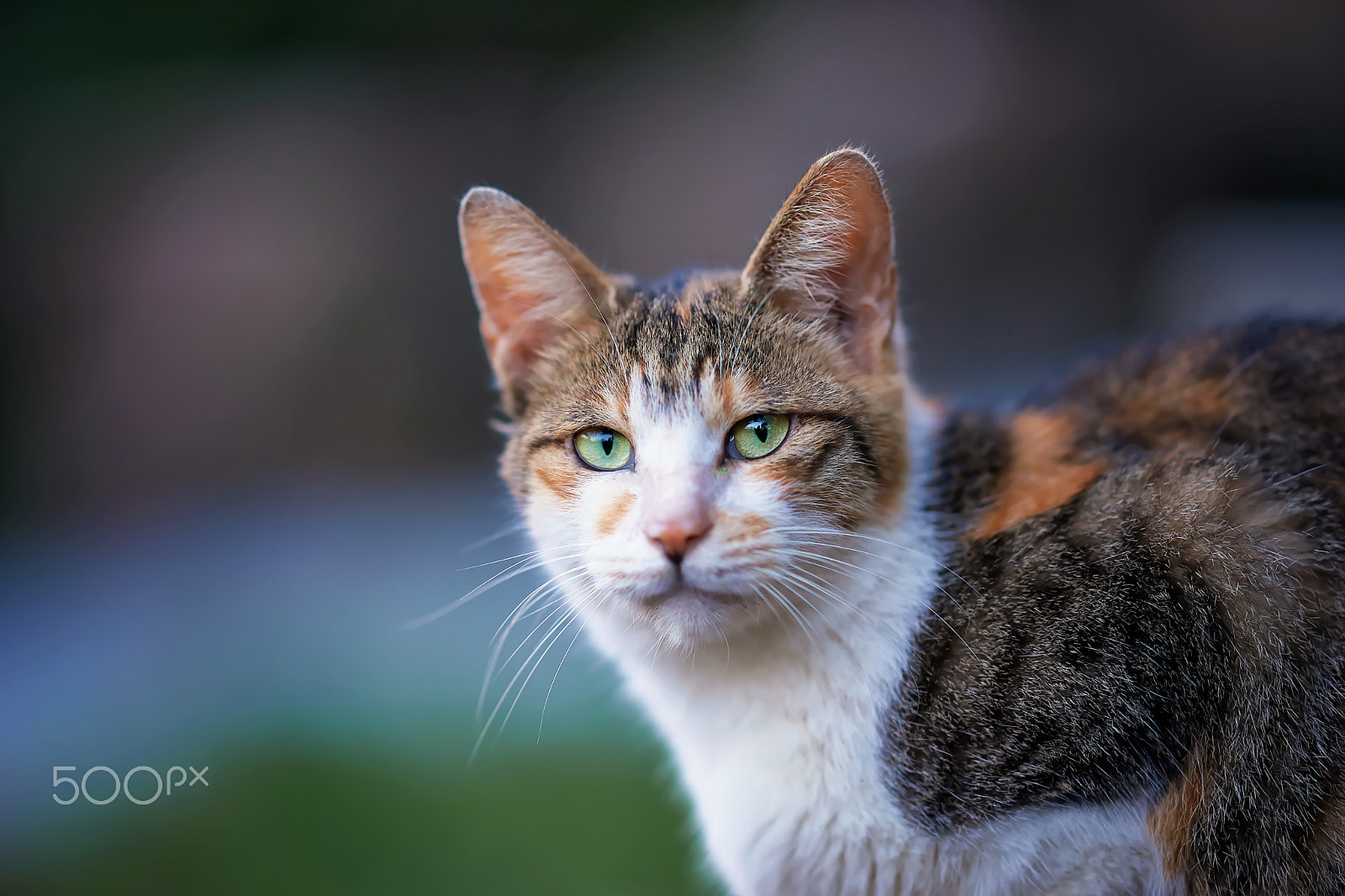 Zeiss Sonnar T* 135 mm F1.8 ZA (SAL135F18Z) sample photo. Depending on photography