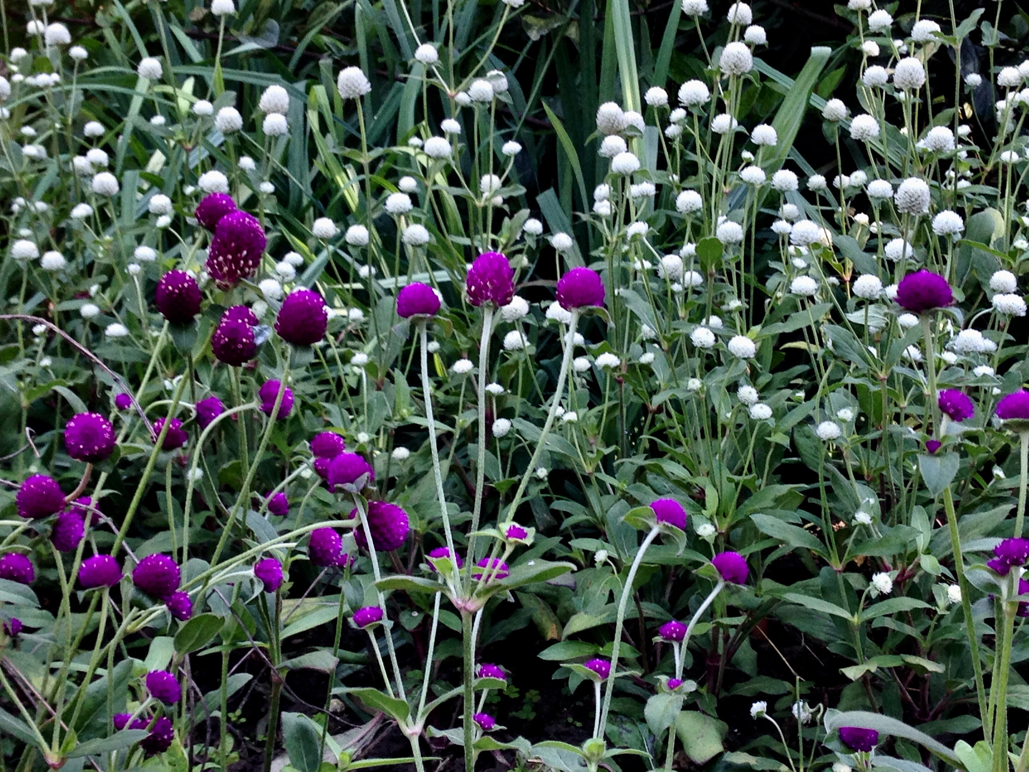 Apple iPhone5,2 sample photo. Gomphrena 千日红 photography