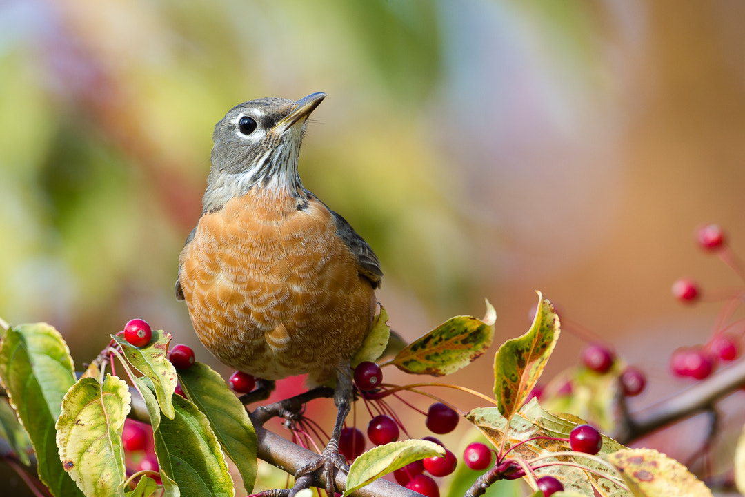 Canon EF 500mm F4L IS USM sample photo. Robin photography