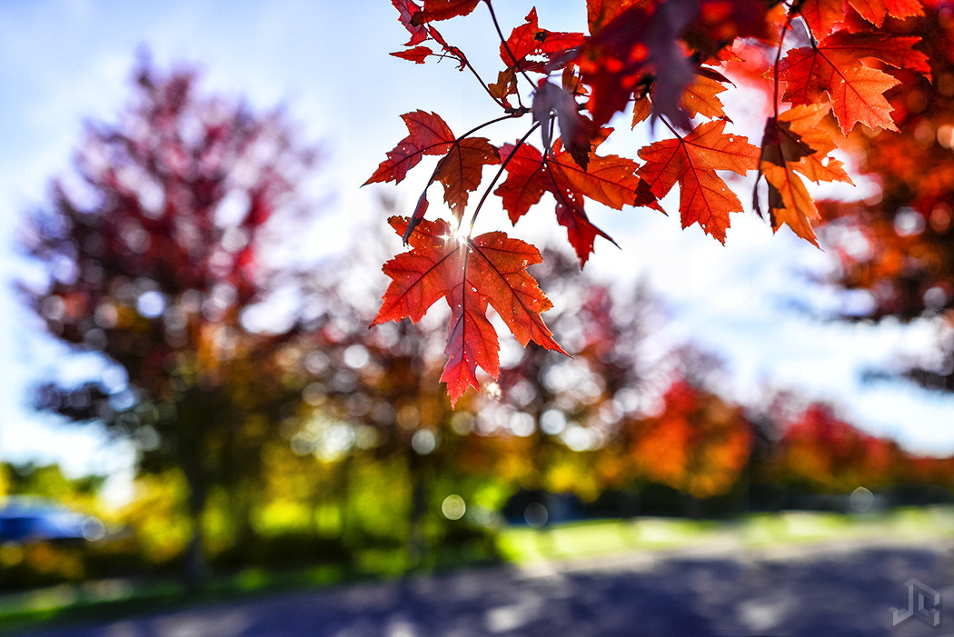 Nikon D610 + Nikon AF-S Nikkor 200-400mm F4G ED-IF VR sample photo. Autumn leaves soon photography