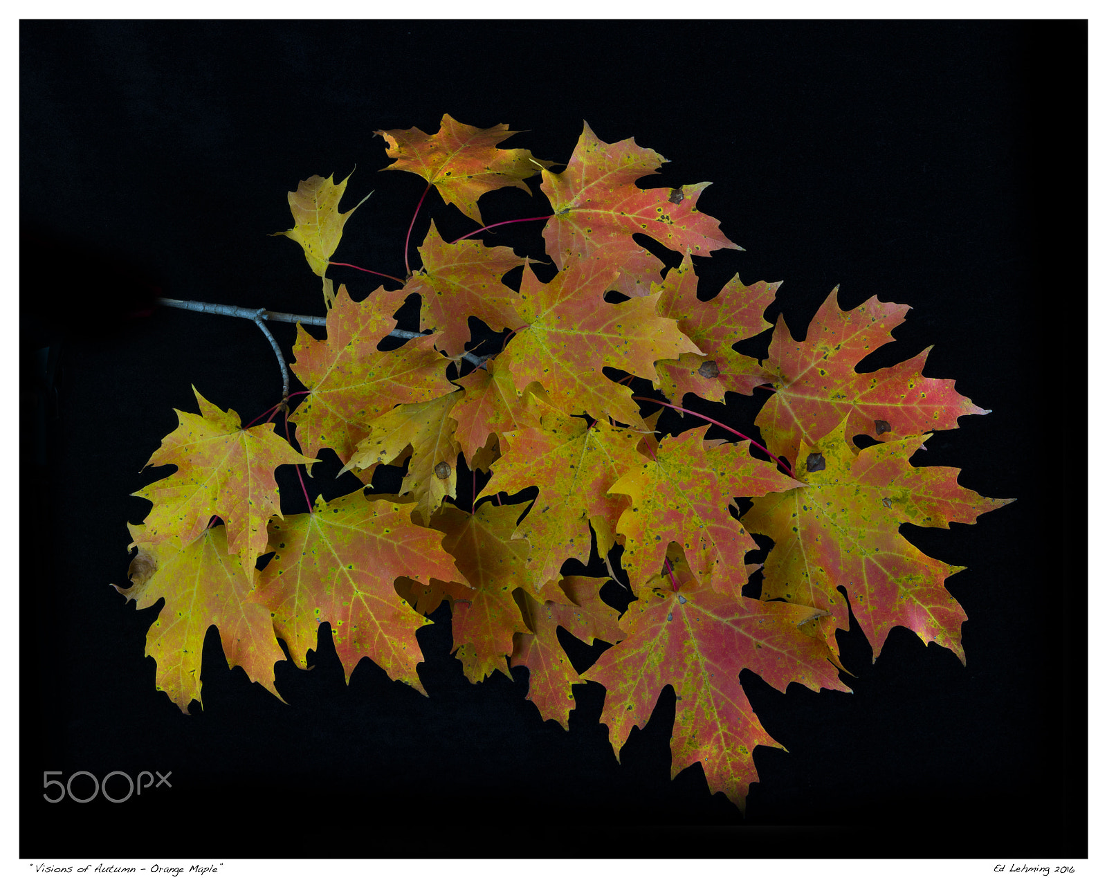 Nikon D800 sample photo. Visions of autumn - orange maple photography