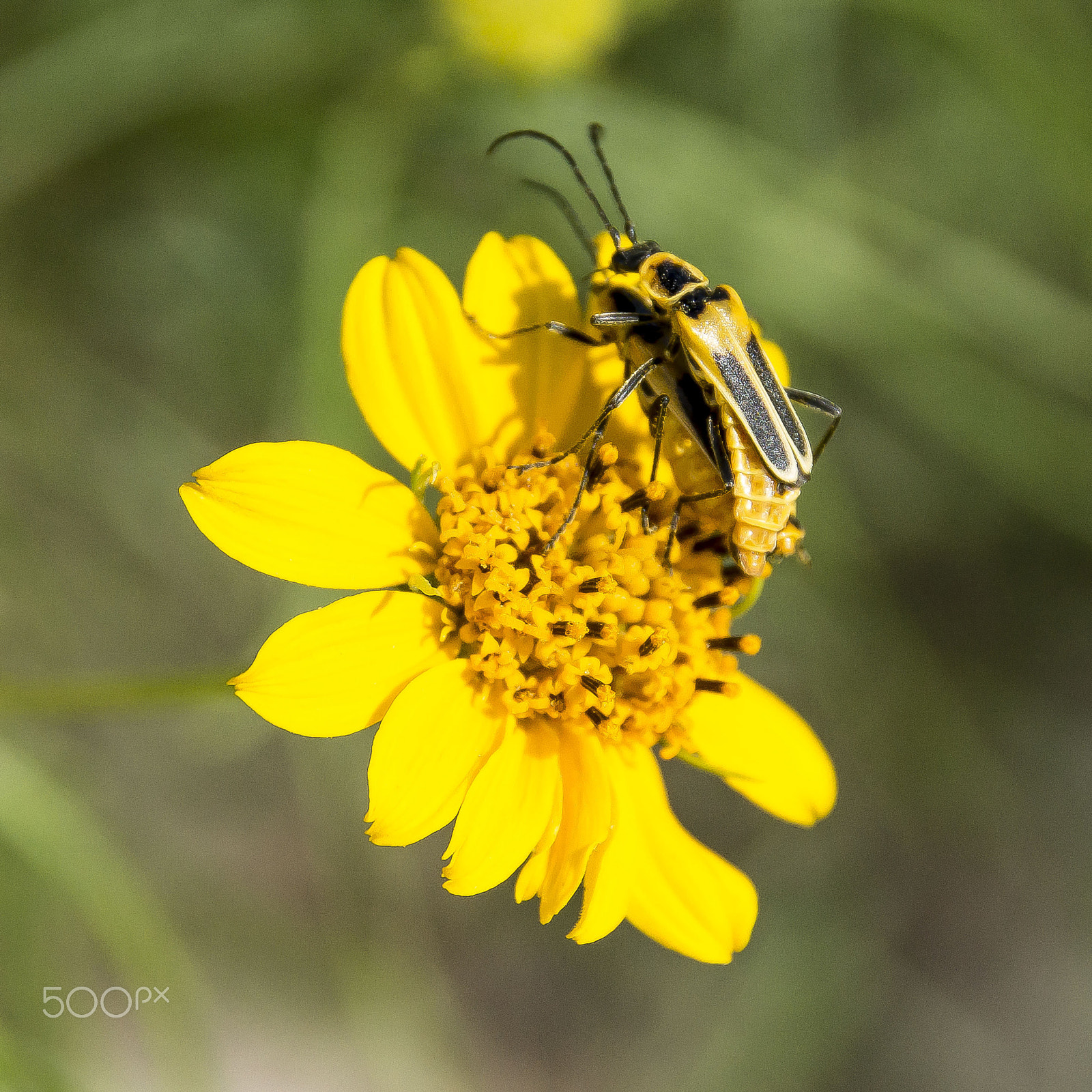 Tamron AF 18-200mm F3.5-6.3 XR Di II LD Aspherical (IF) Macro sample photo. Bug love at carlsbad caverns photography