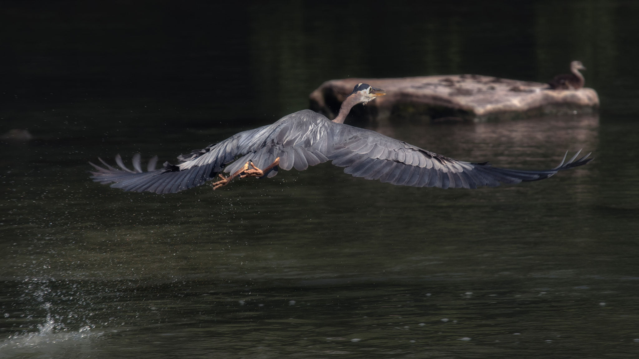 Canon EOS-1D Mark II N + Canon EF 100-400mm F4.5-5.6L IS USM sample photo. Great heron take-off photography