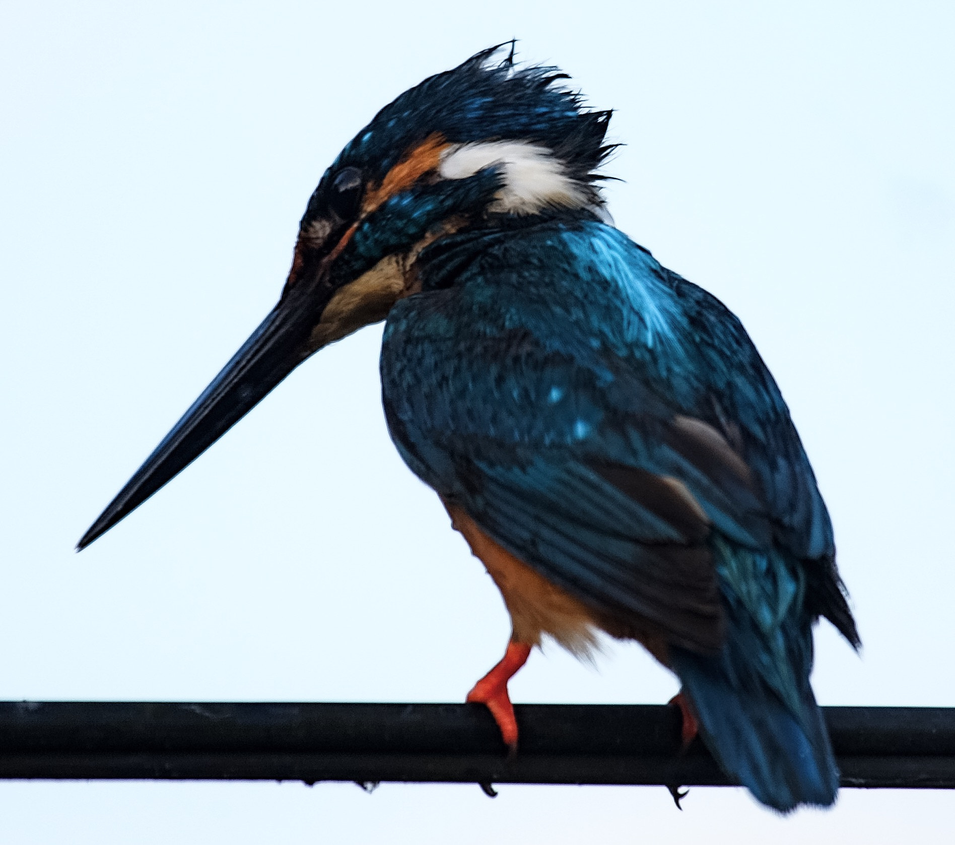 Canon EOS-1Ds Mark III + Canon EF 100-400mm F4.5-5.6L IS USM sample photo. Common kingfisher  photography