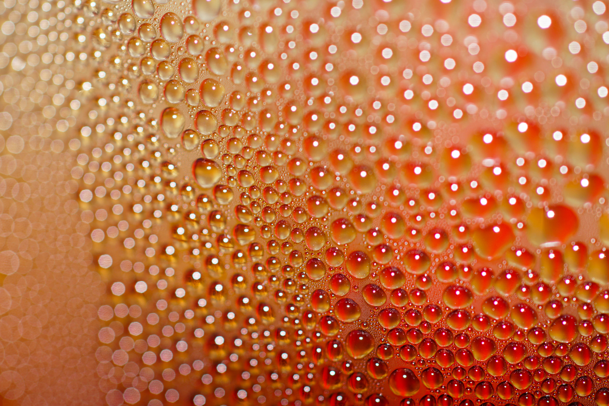 Sony SLT-A68 + MACRO 50mm F2.8 sample photo. Orange photography