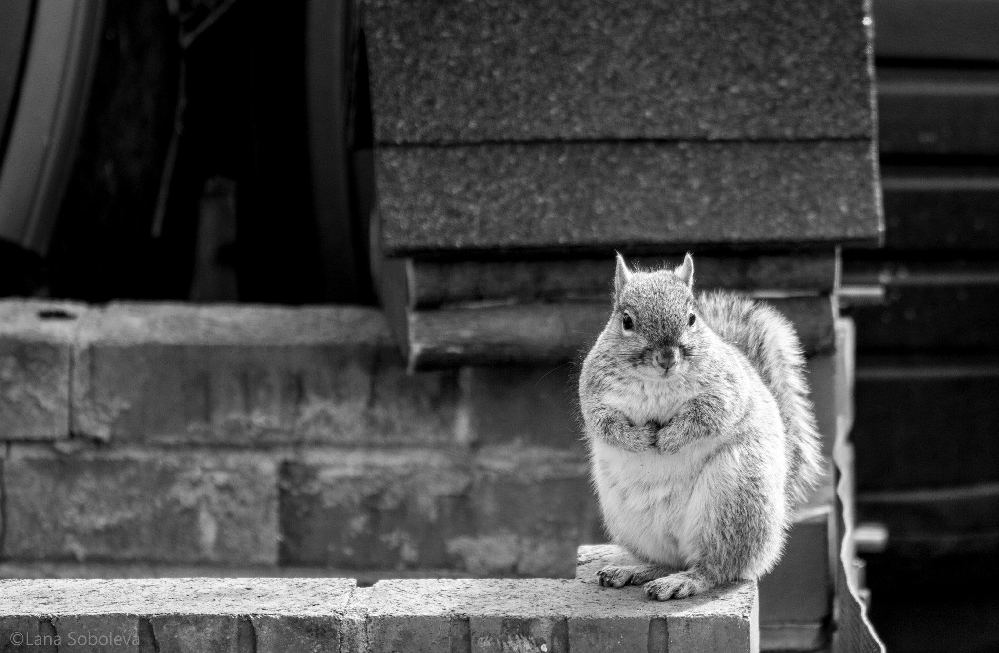 150-600mm F5-6.3 DG OS HSM | Contemporary 015 sample photo. "aspiring model. will work for food." photography