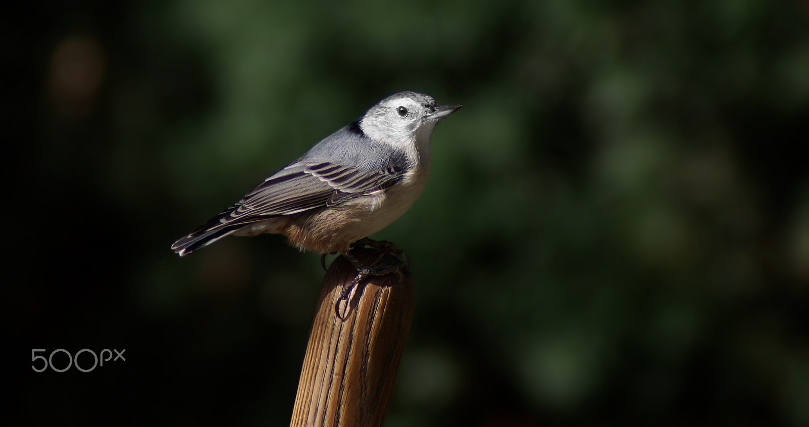 Sony 75-300mm F4.5-5.6 sample photo. White breasted nuthatch photography