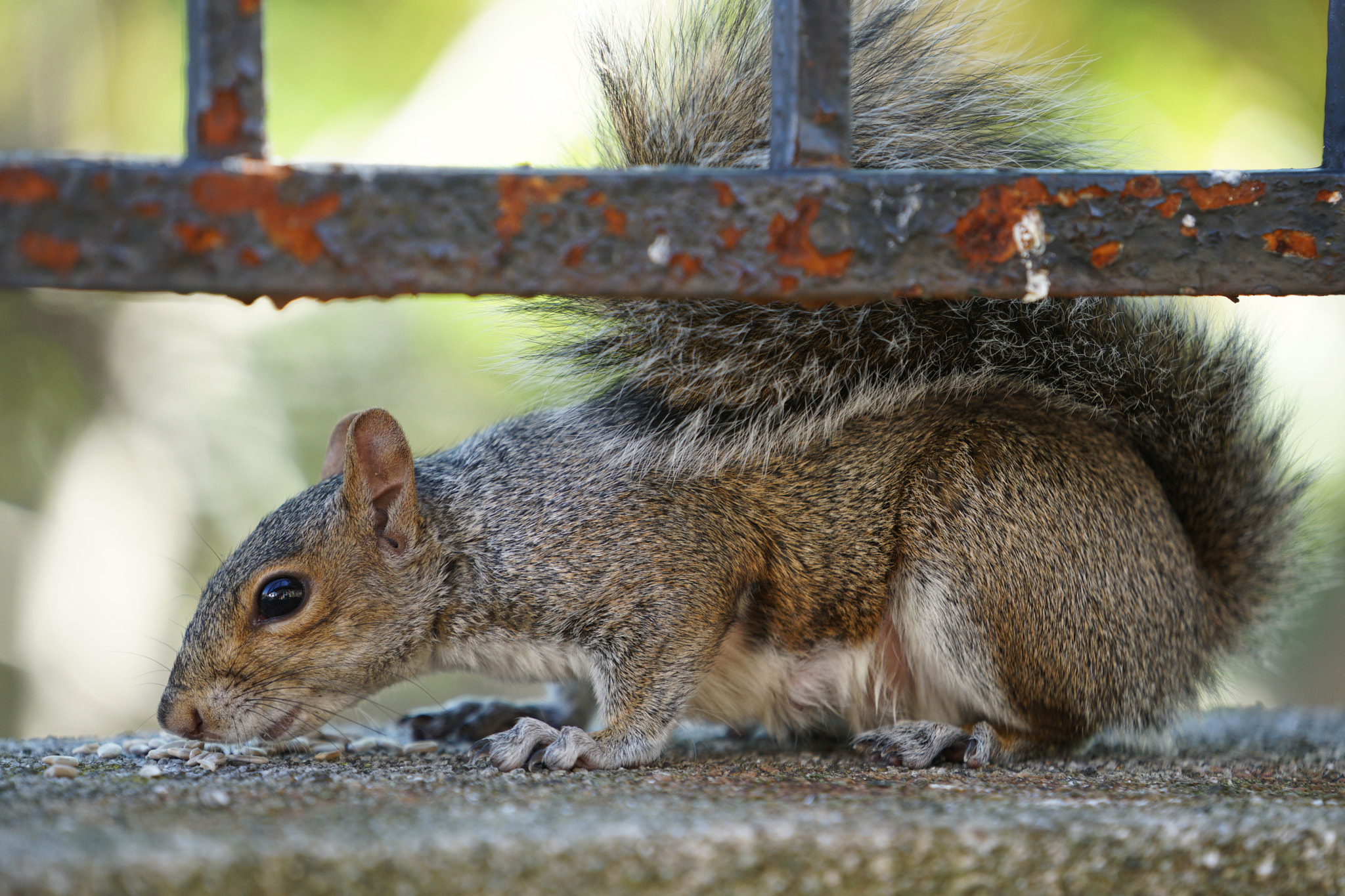 Sony FE 70-200mm F4 G OSS sample photo. . photography