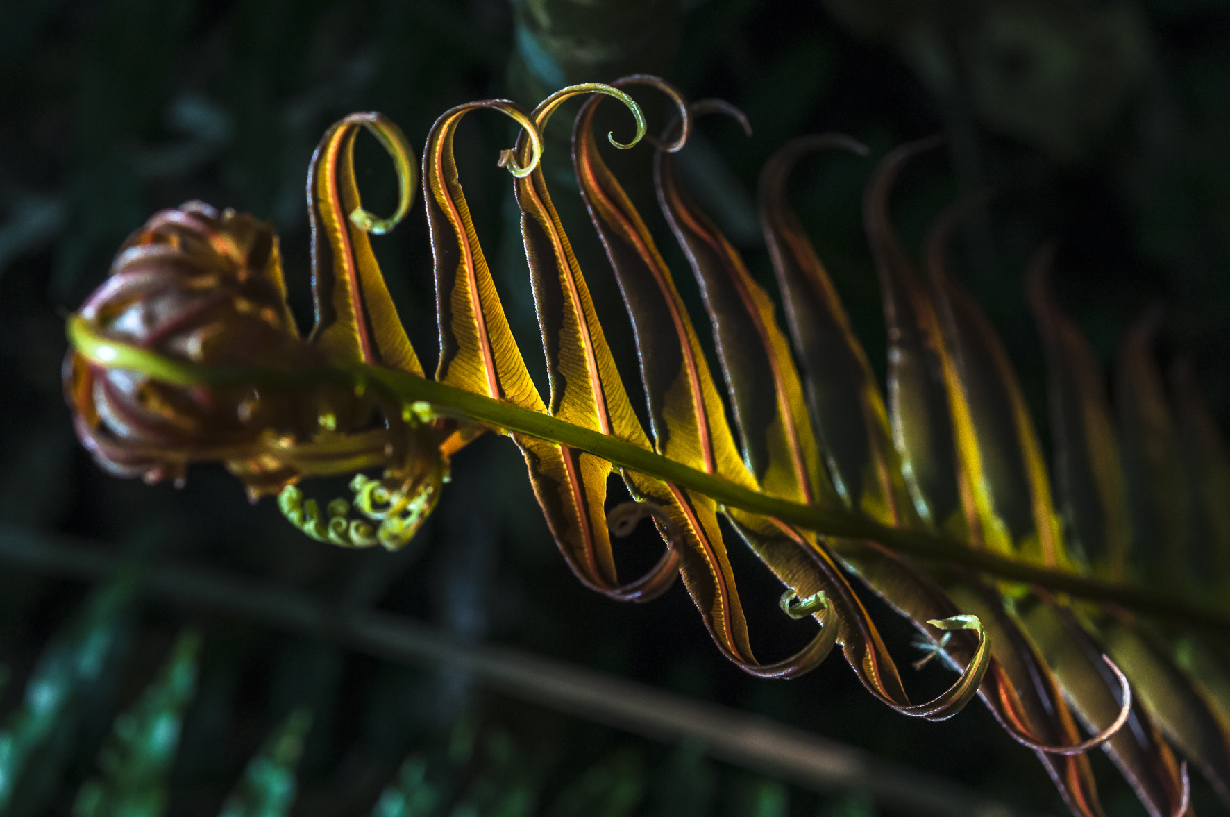 Nikon AF-S Micro-Nikkor 60mm F2.8G ED sample photo. Light is beautiful photography