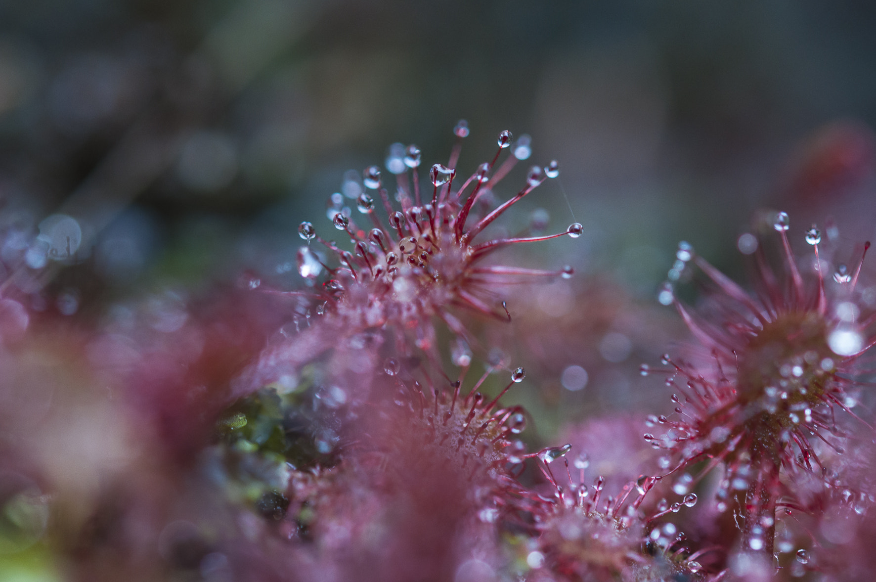 Nikon AF-S Micro-Nikkor 60mm F2.8G ED sample photo. Drosera photography